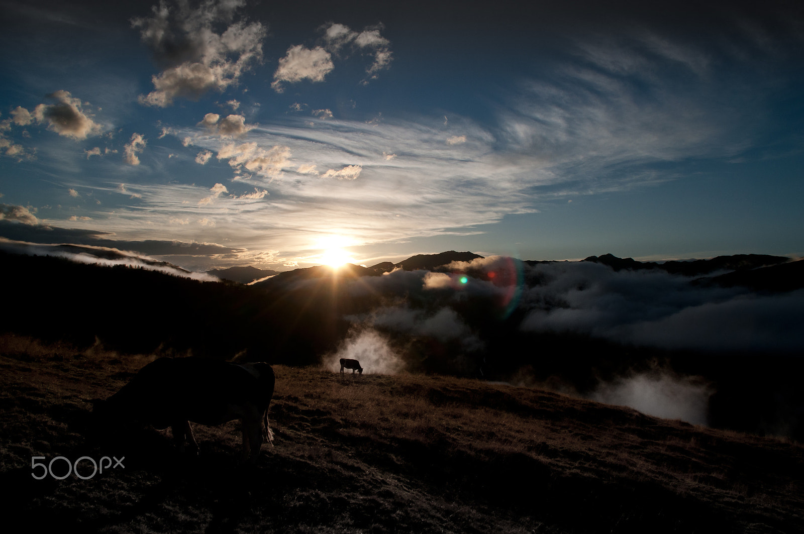 Nikon D5000 sample photo. Sunset cow photography