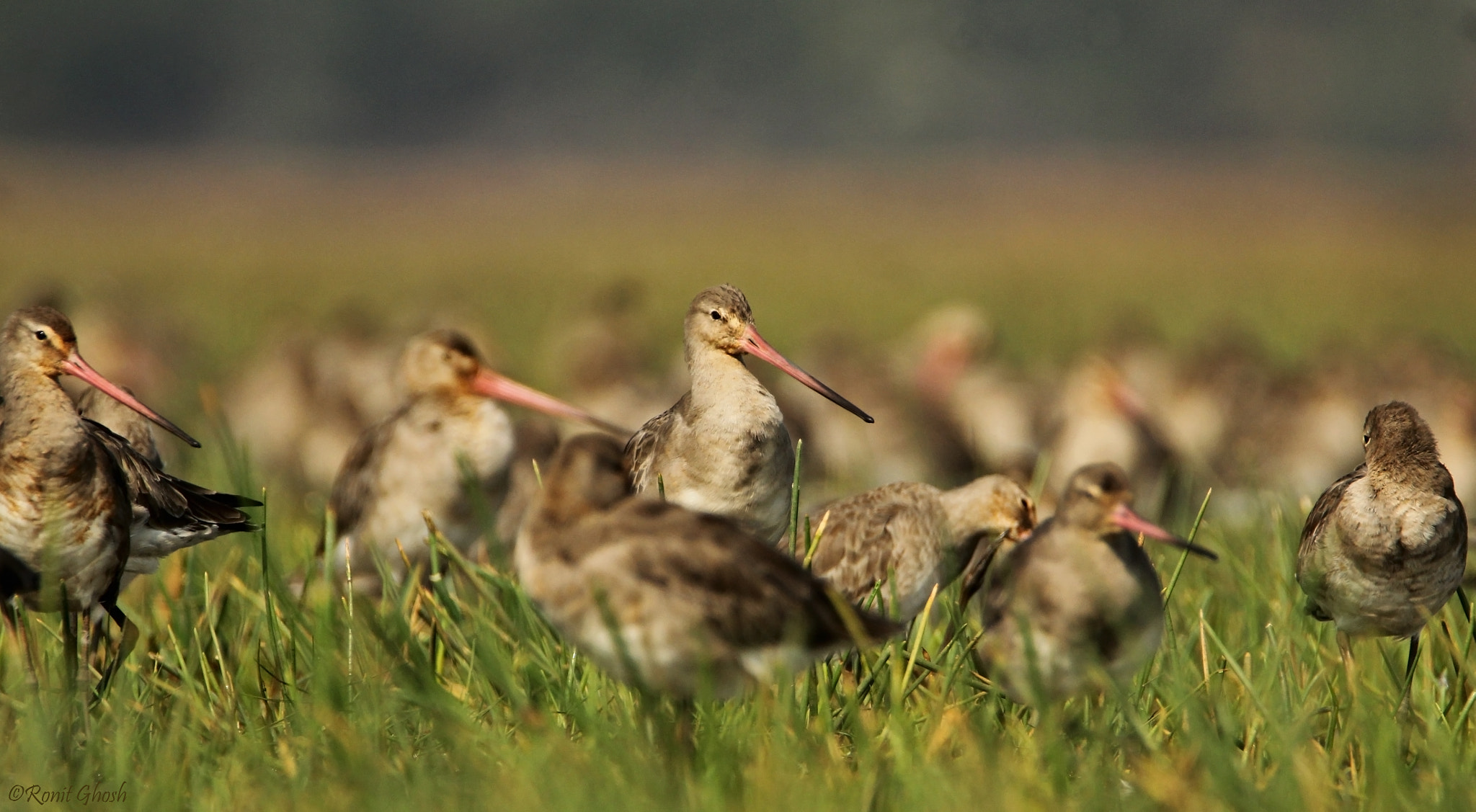 Tamron SP 150-600mm F5-6.3 Di VC USD sample photo. Black-tailed godwits. photography