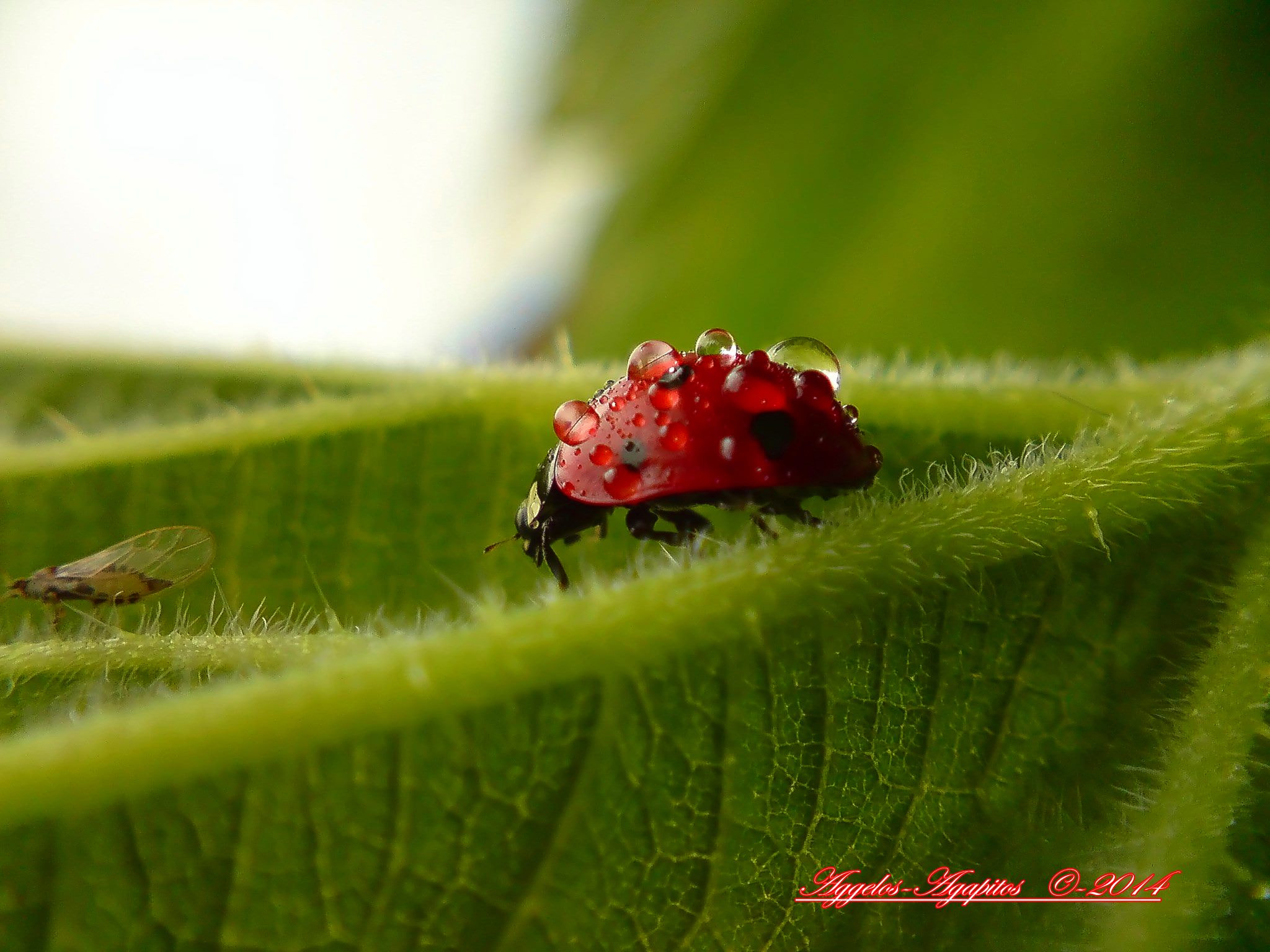 Sony Ericsson K850i sample photo. Qumodified photography