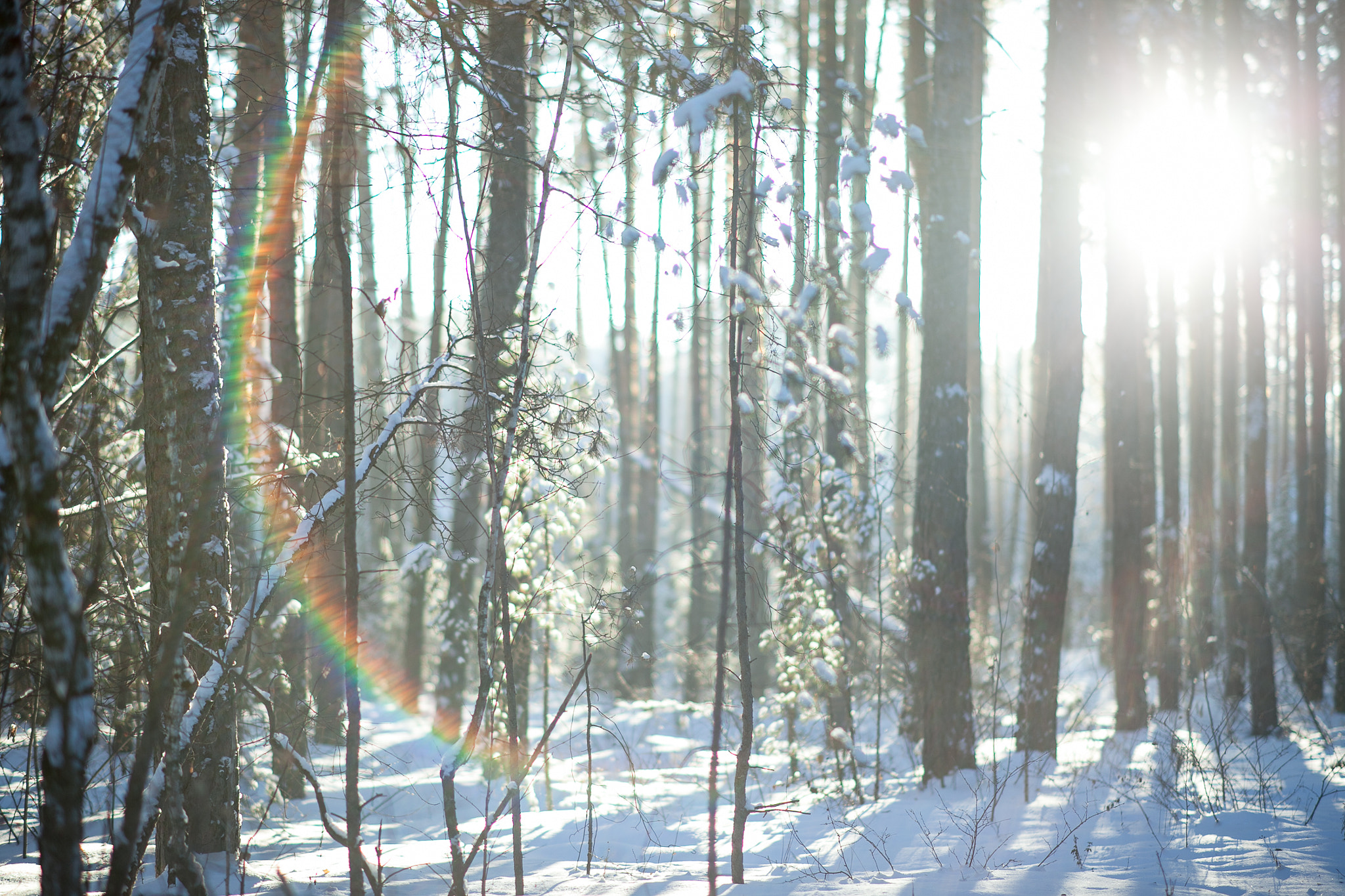 Canon EF 28-80mm f/3.5-5.6 sample photo. Russian forest photography