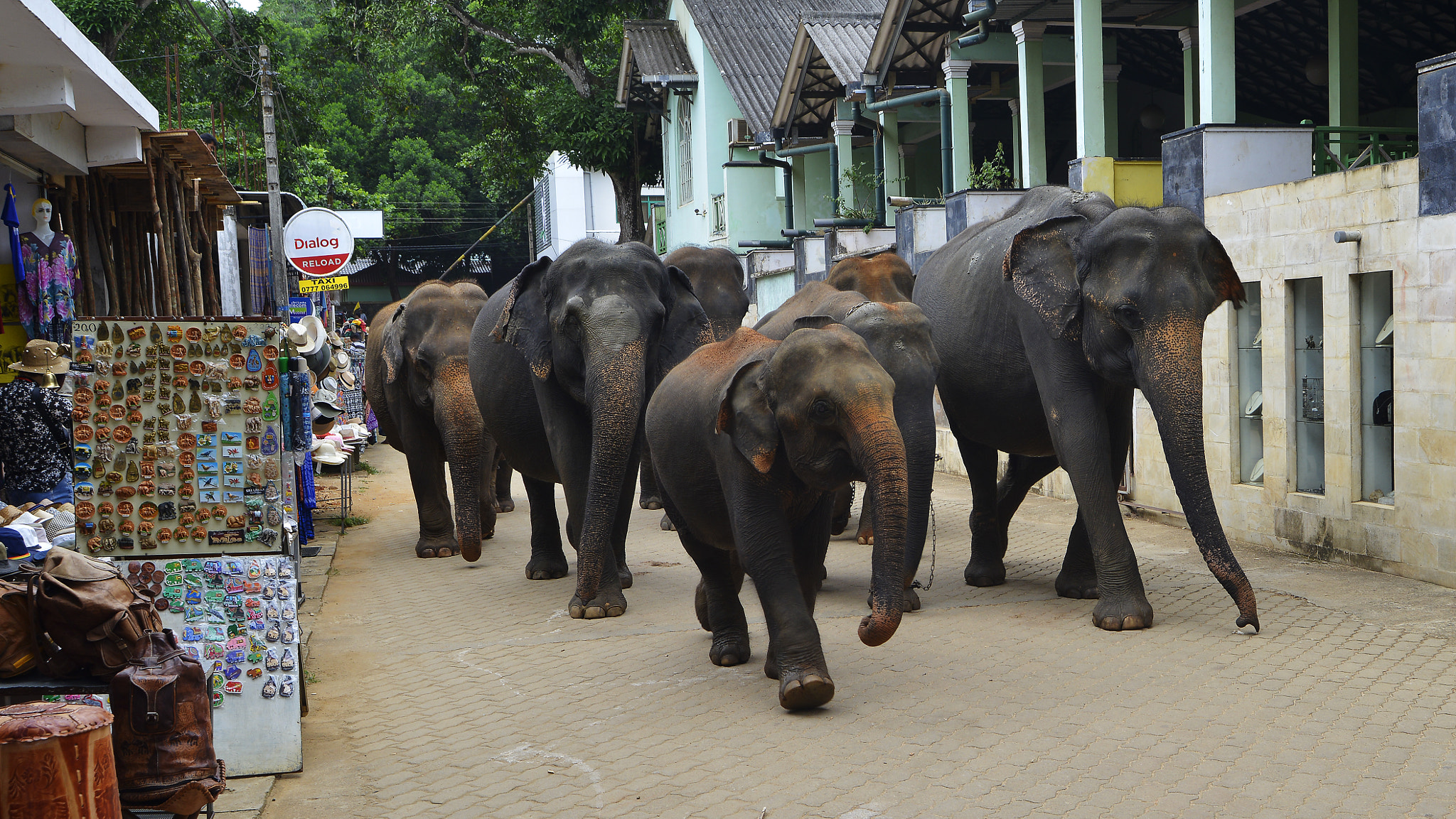 Nikon D800 sample photo. The elephants are coming photography