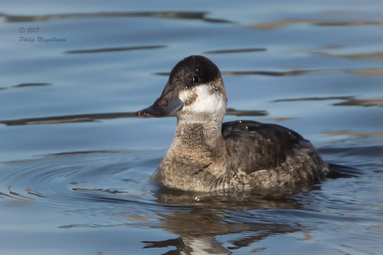 Nikon Nikkor AF-S 300mm F4E PF ED VR sample photo. Ruddy duck drake photography