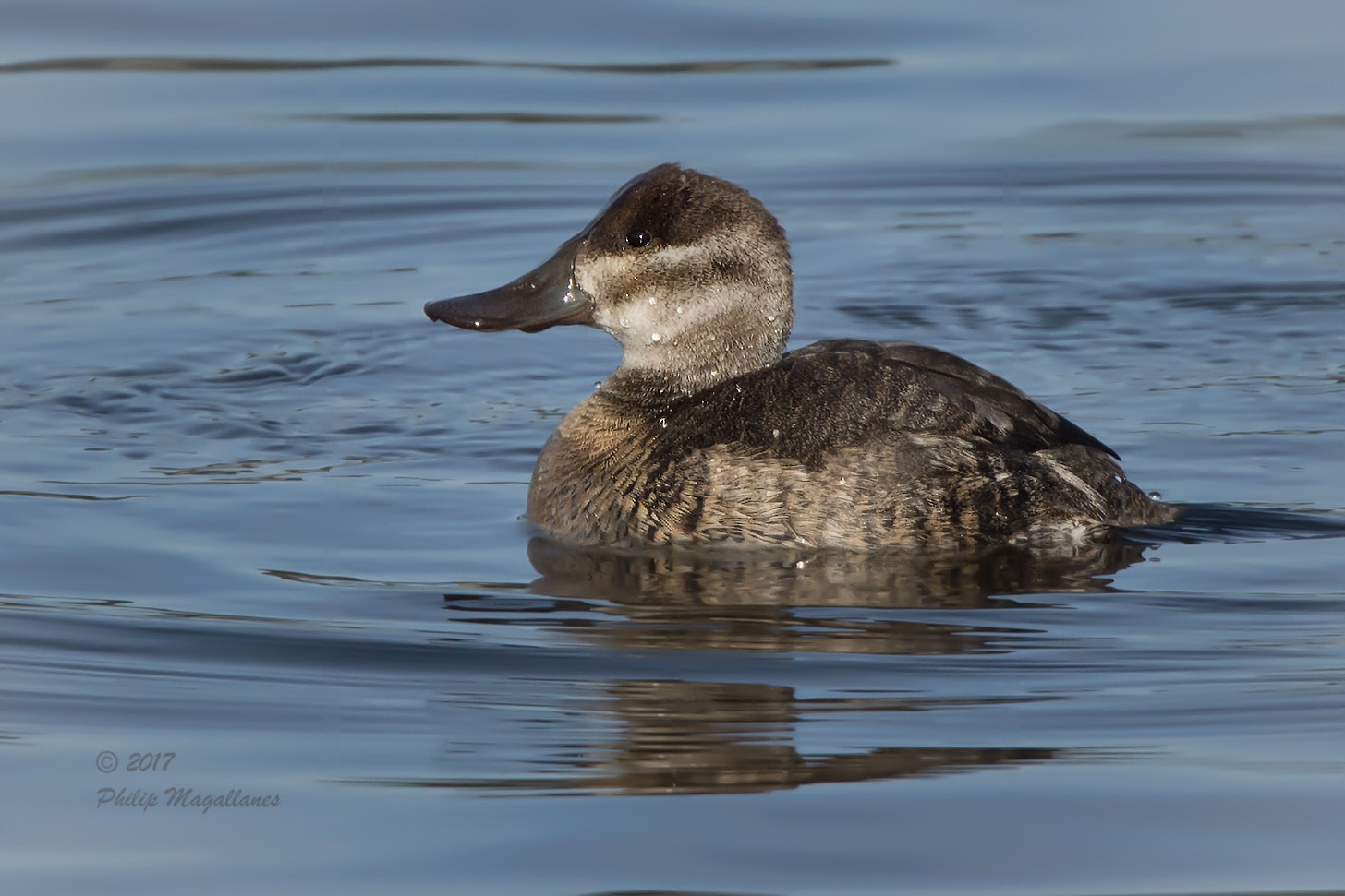 Nikon Nikkor AF-S 300mm F4E PF ED VR sample photo. Ruddy duck hen photography