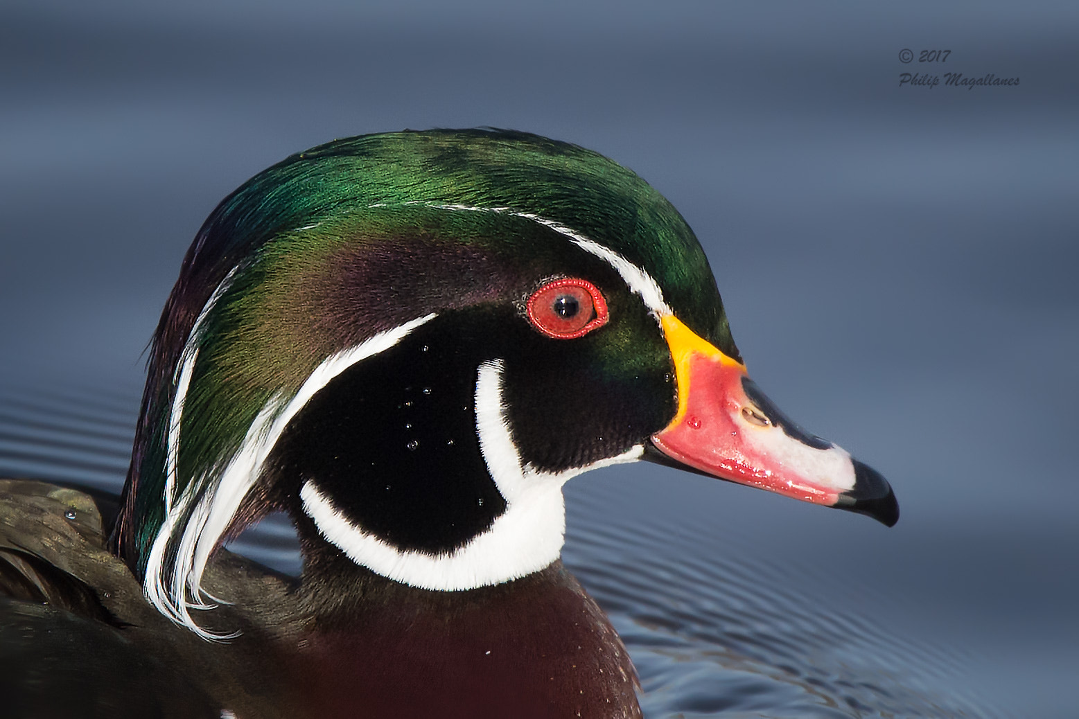 Nikon Nikkor AF-S 300mm F4E PF ED VR sample photo. Wood duck drake portrait photography