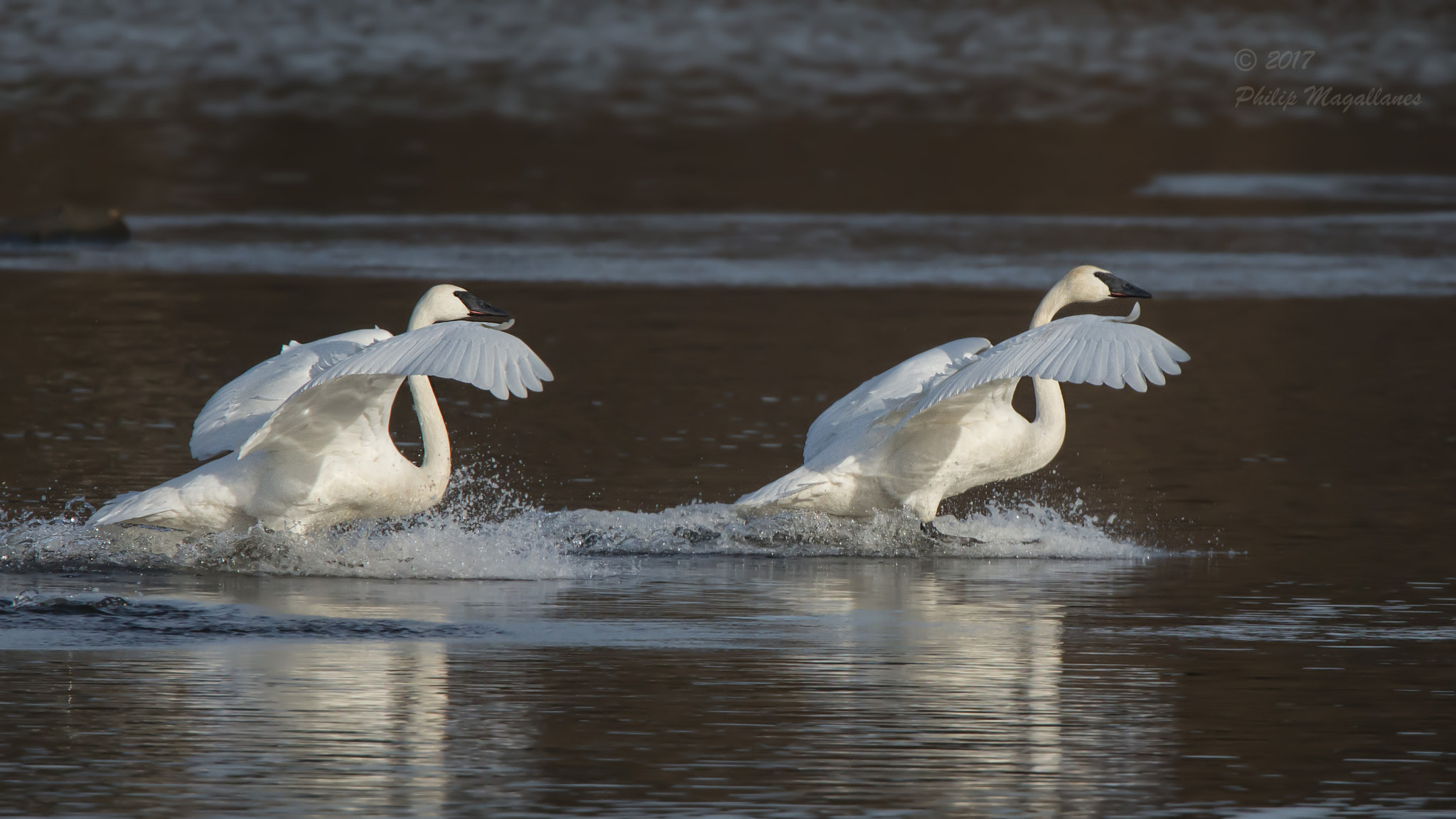 Nikon D7200 sample photo. Two trumpeter swans landing photography
