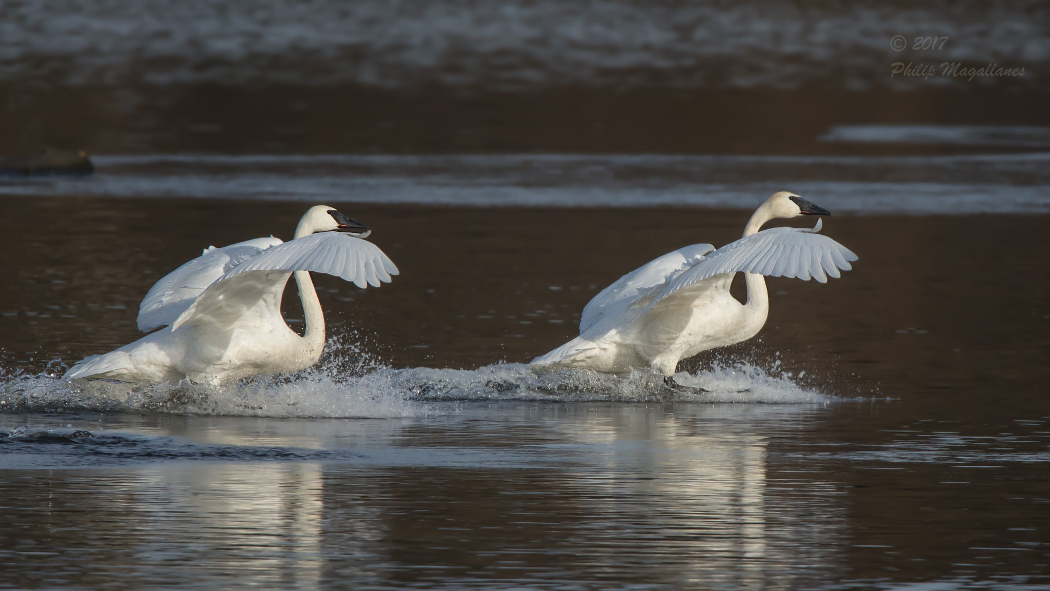 Nikon Nikkor AF-S 300mm F4E PF ED VR sample photo. Two trumpeter swans landing photography
