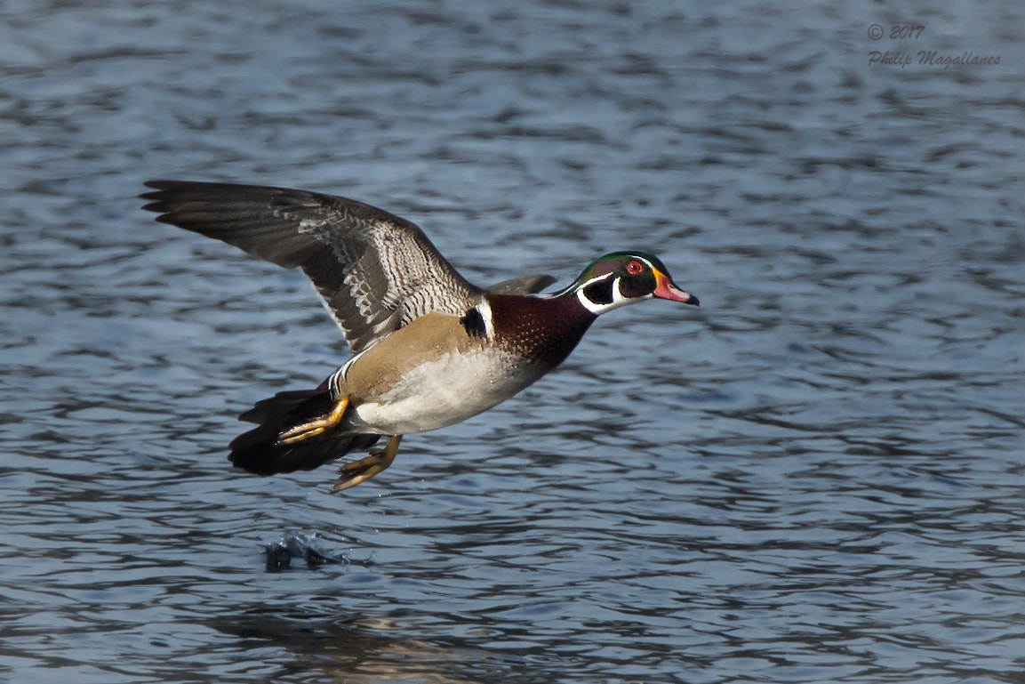 Nikon Nikkor AF-S 300mm F4E PF ED VR sample photo. Wood duck r drake in flight photography