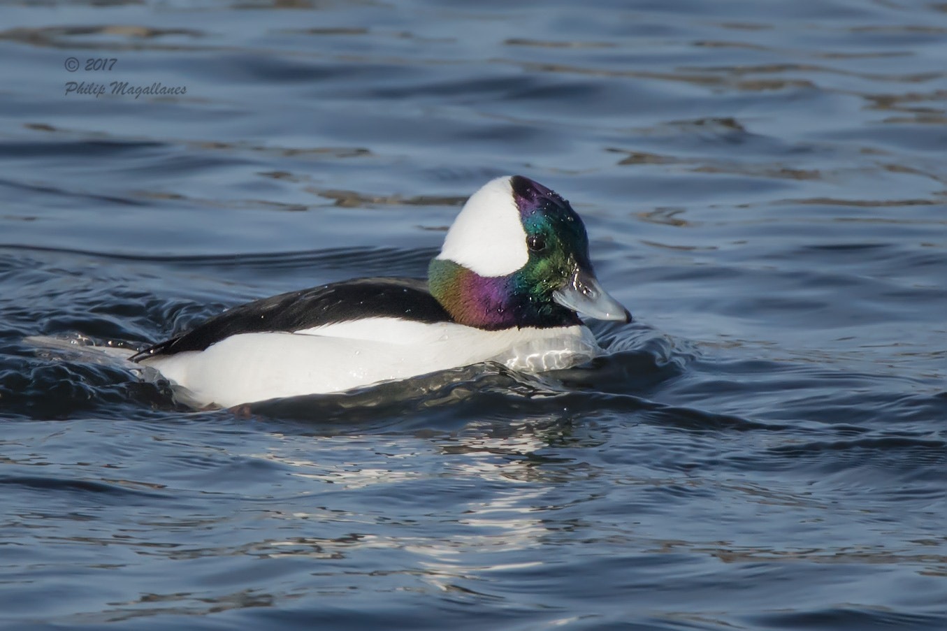 Nikon Nikkor AF-S 300mm F4E PF ED VR sample photo. Bufflehead drake photography
