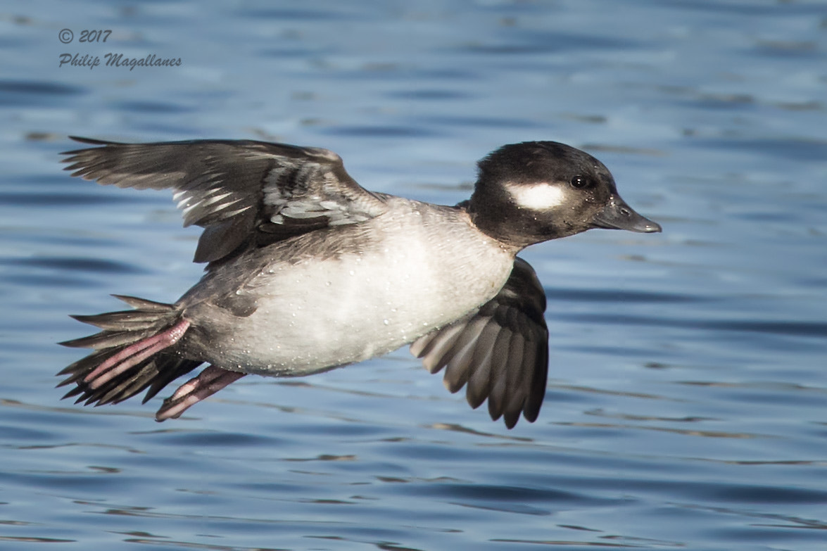 Nikon Nikkor AF-S 300mm F4E PF ED VR sample photo. Bufflehead ready for landing photography