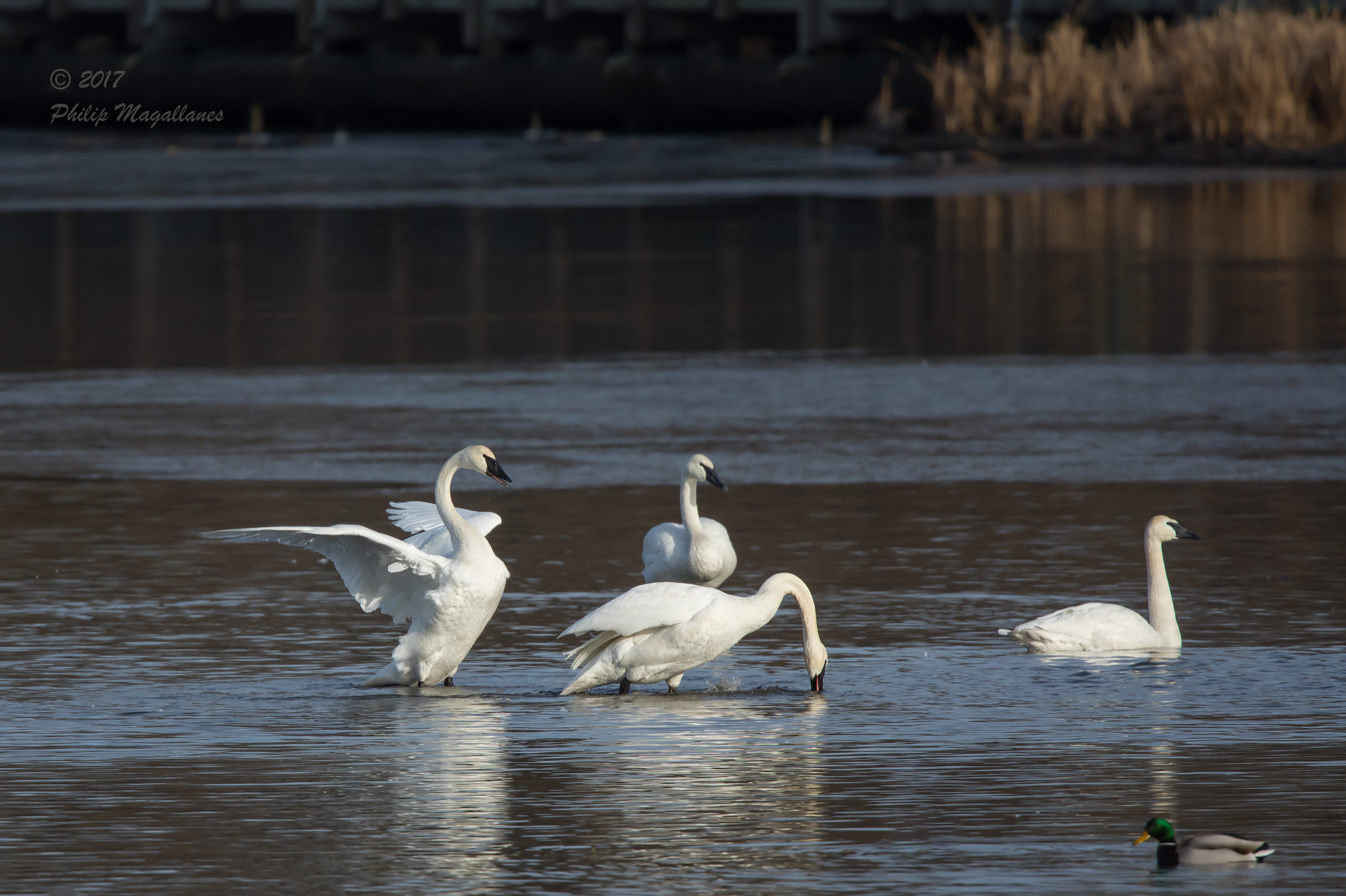 Nikon Nikkor AF-S 300mm F4E PF ED VR sample photo. Four trumpeter swans photography