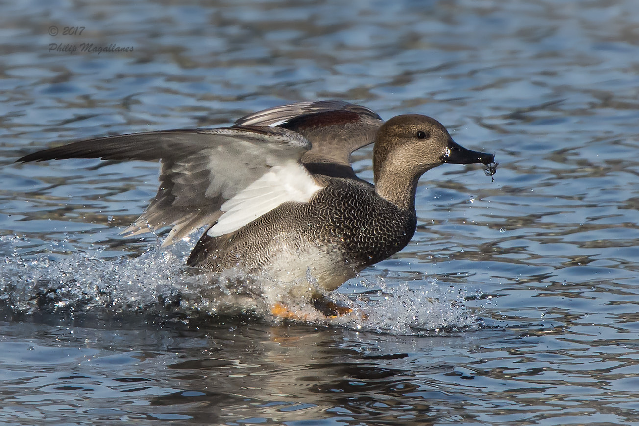 Nikon Nikkor AF-S 300mm F4E PF ED VR sample photo. Gadwall landing photography