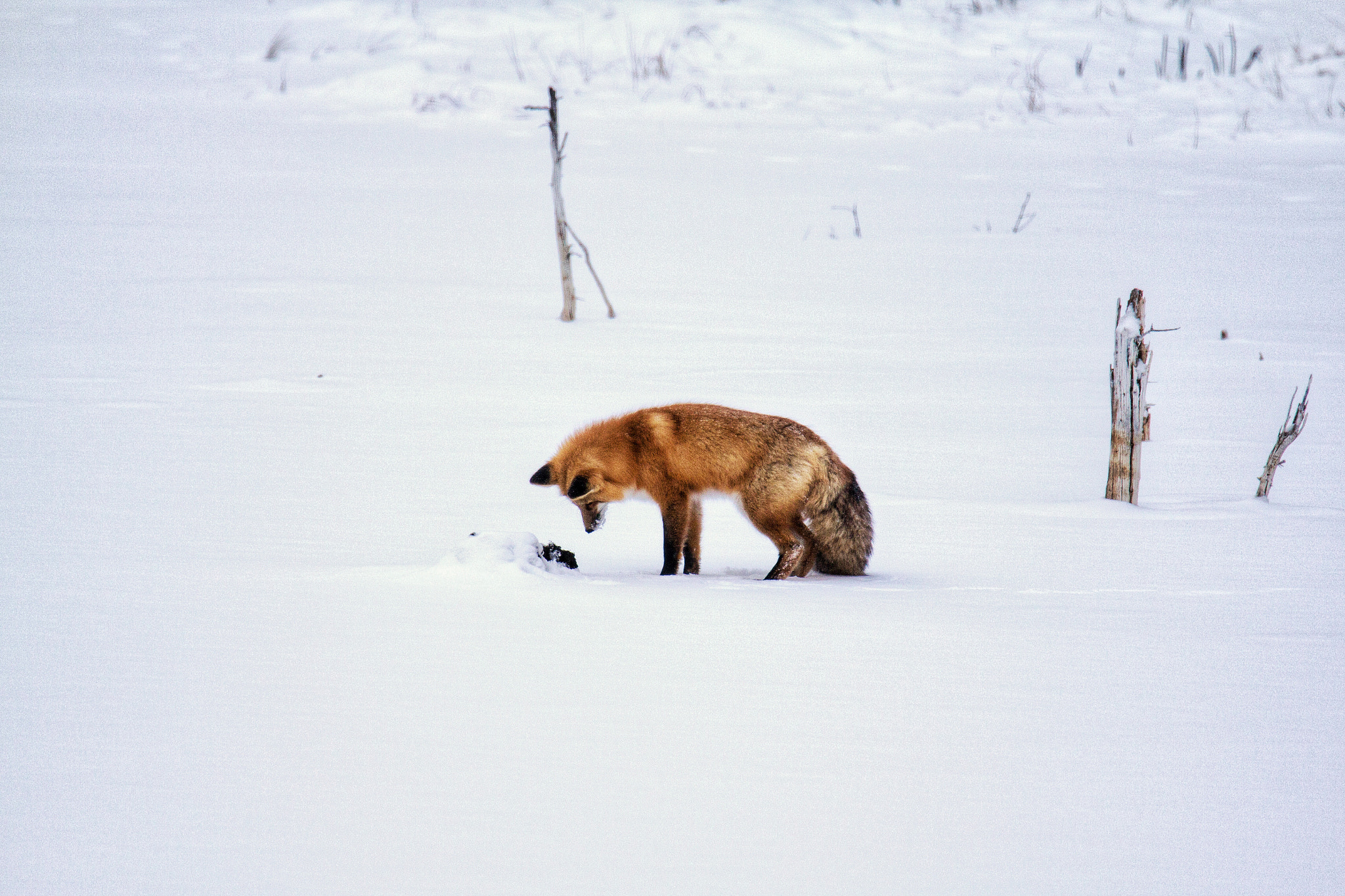 Tamron SP 150-600mm F5-6.3 Di VC USD sample photo. Frozen food photography