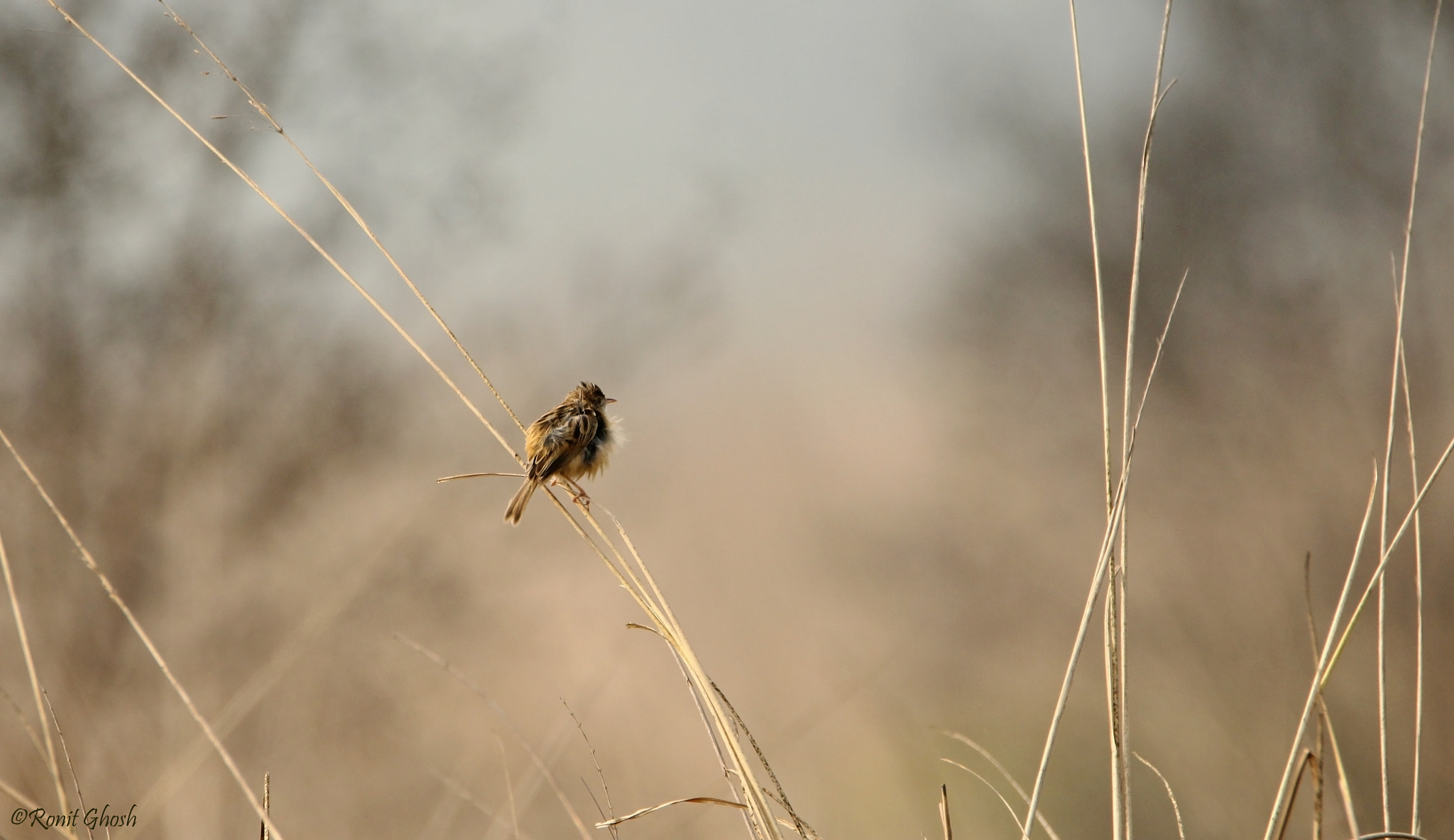 Tamron SP 150-600mm F5-6.3 Di VC USD sample photo. Birdscape photography