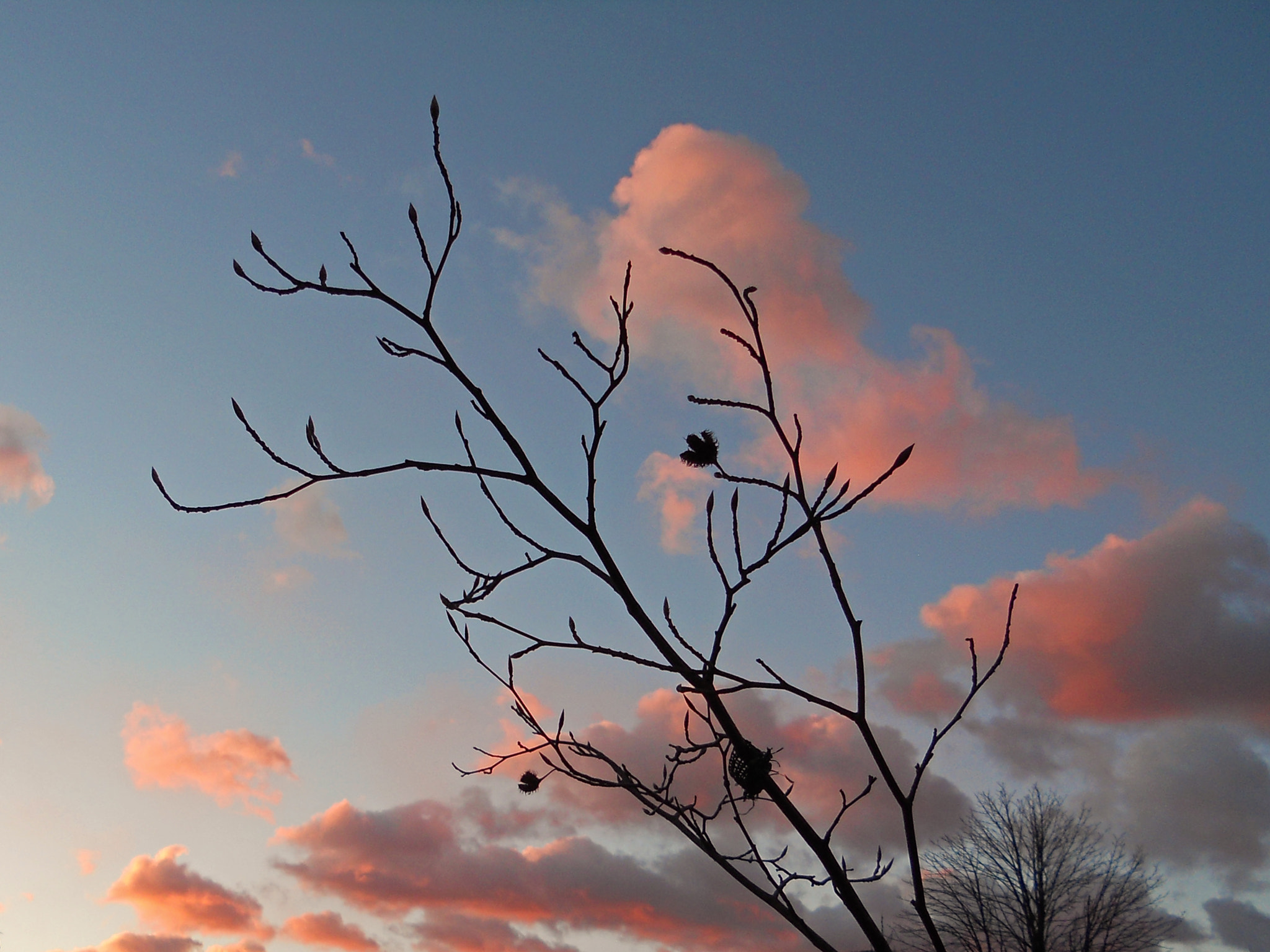 Nikon Coolpix S4000 sample photo. Pink clouds photography