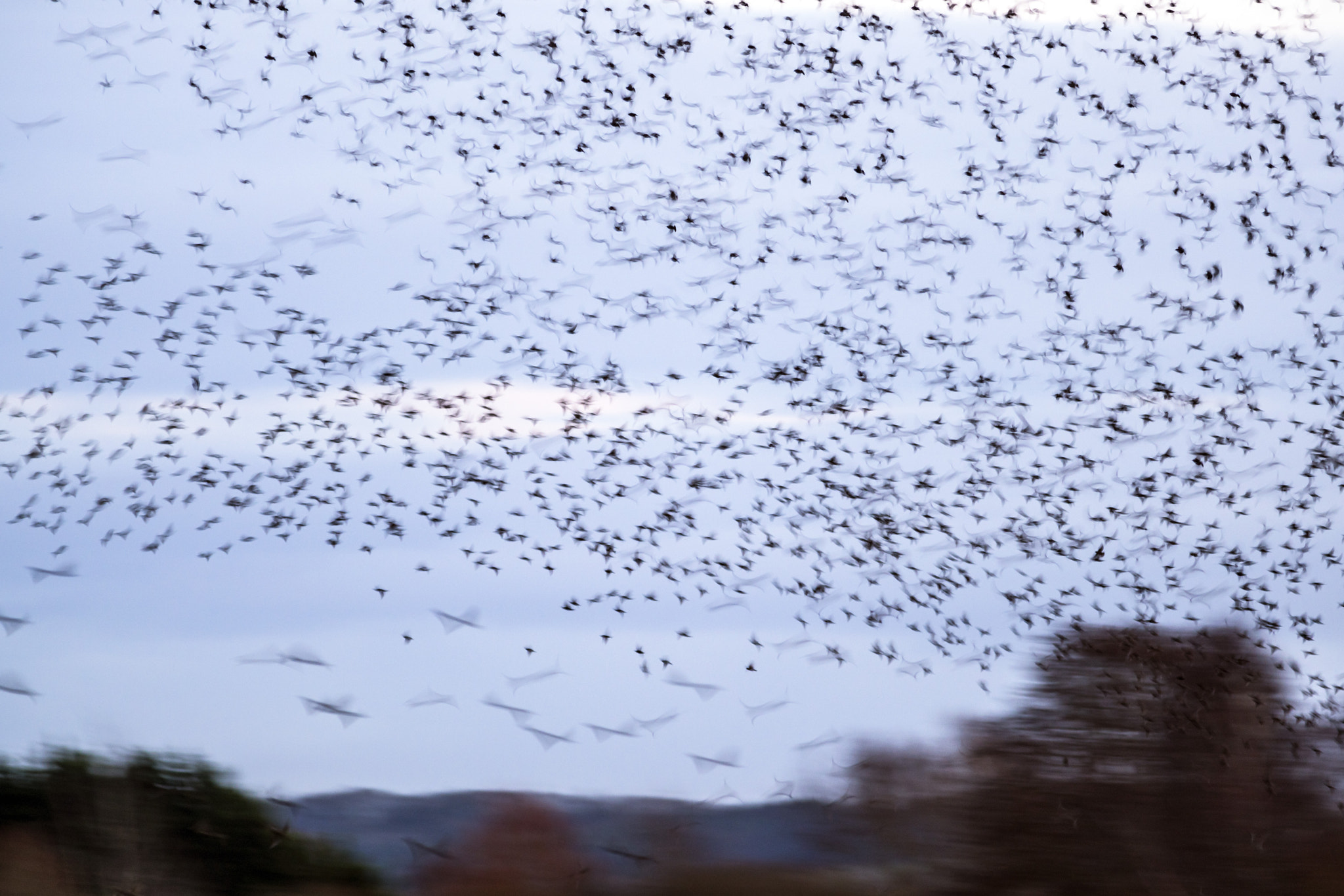 Sony a7R II + Canon EF 400mm F5.6L USM sample photo. Starlings photography
