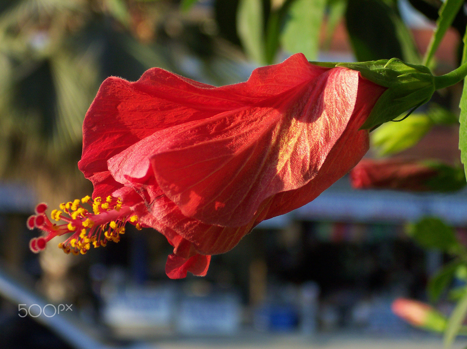 Kodak DX4530 ZOOM DIGITAL CAMERA sample photo. Hibiskus photography
