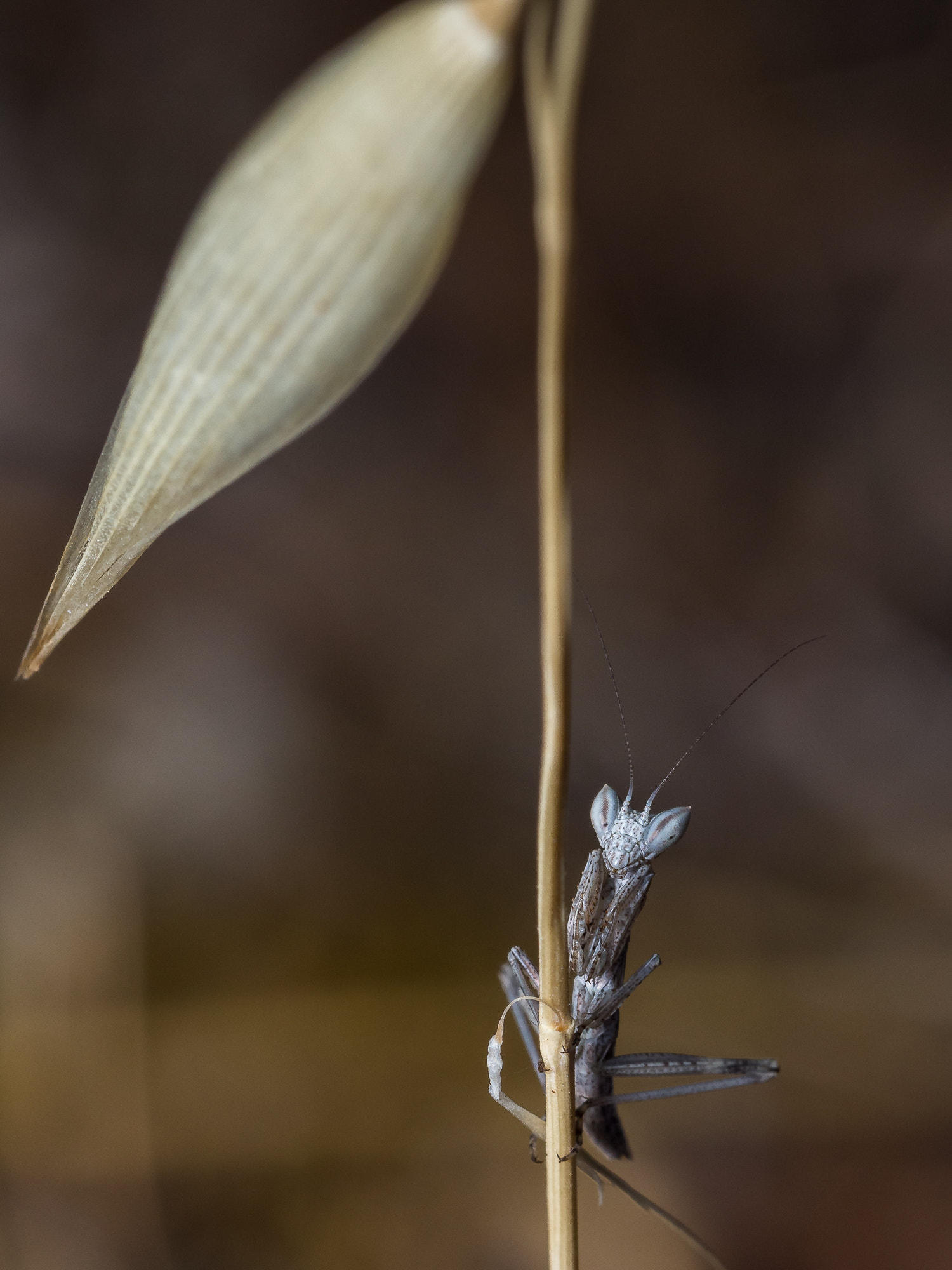 Olympus M.Zuiko Digital ED 60mm F2.8 Macro sample photo. Ameles decolor ... photography