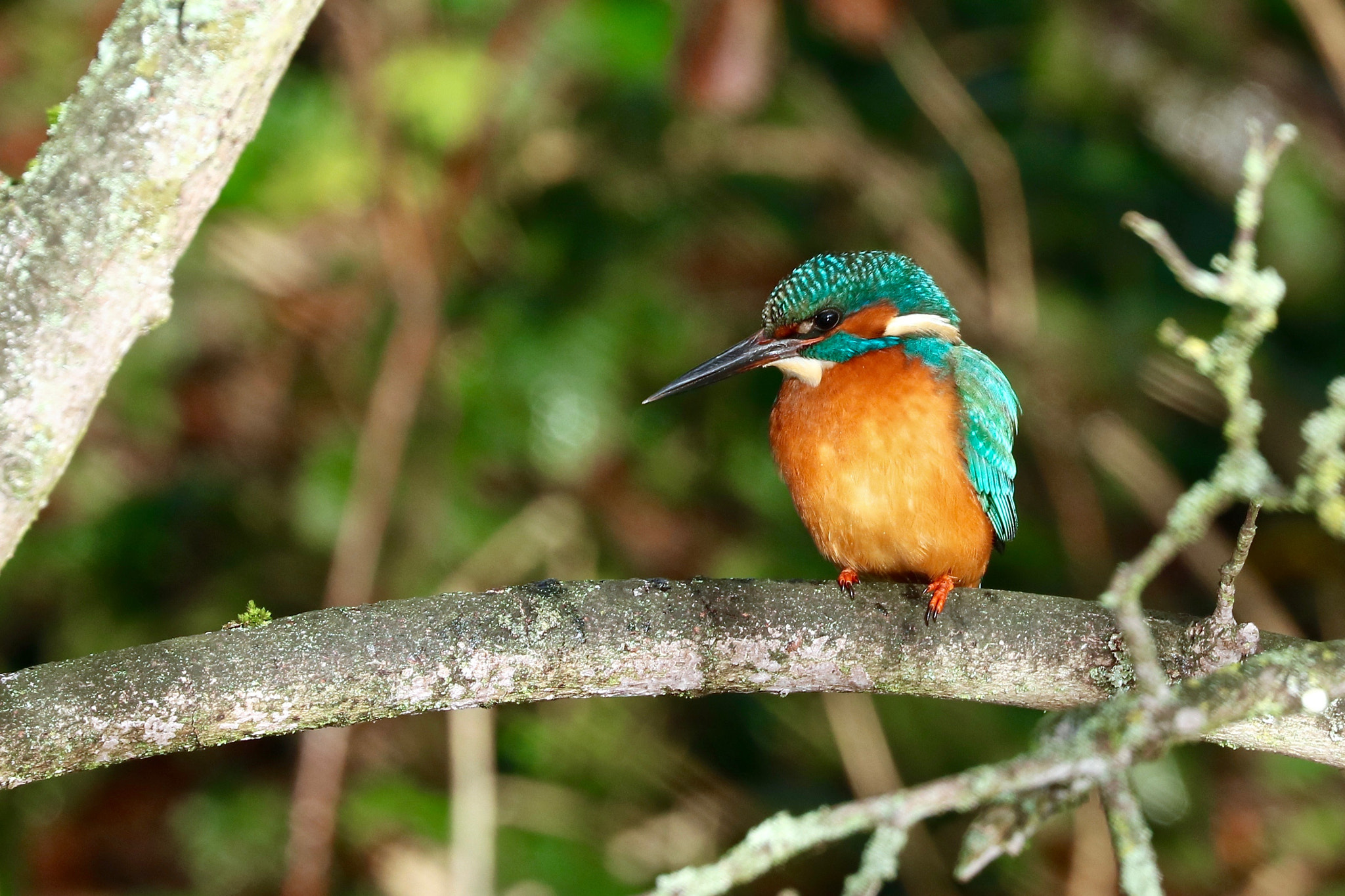 Canon EOS 760D (EOS Rebel T6s / EOS 8000D) sample photo. Kingfisher in hertfordshire, england photography