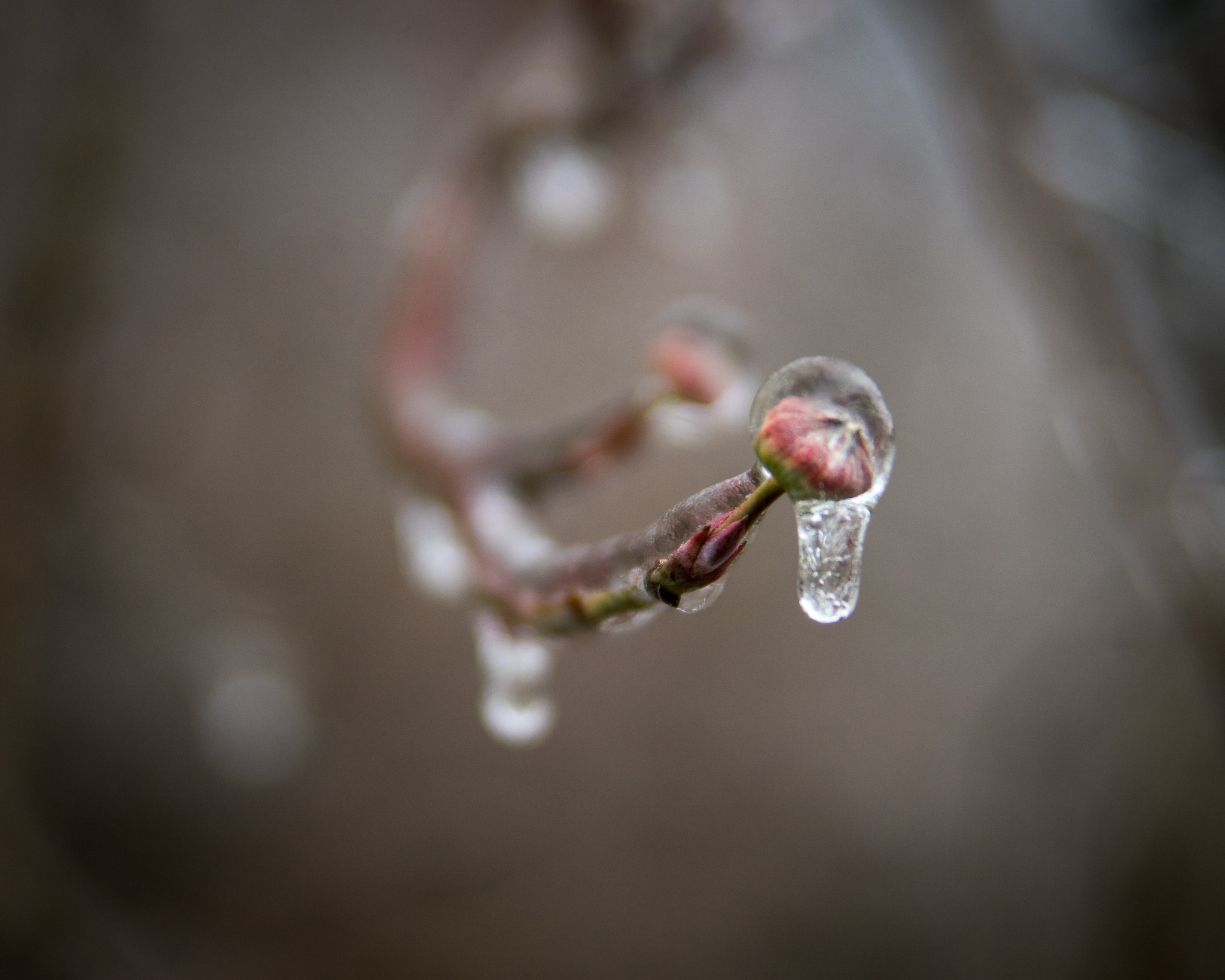 Sony a7 sample photo. Spring suspended photography