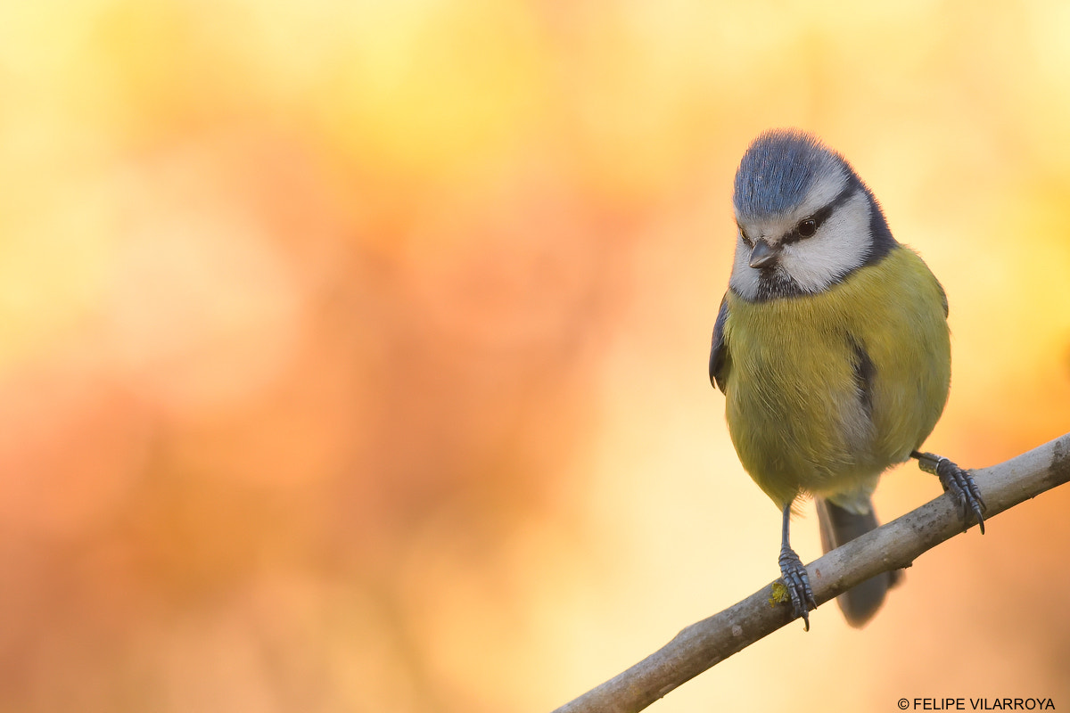Nikon D7200 + Nikon AF-S Nikkor 300mm F4D ED-IF sample photo. Espacio positivo photography