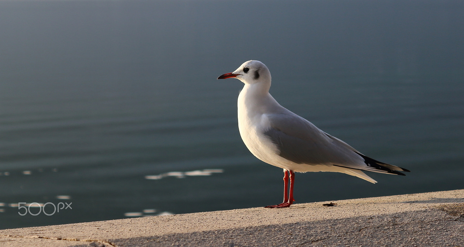 Canon EF-S 18-55mm F3.5-5.6 III sample photo. Mouette photography