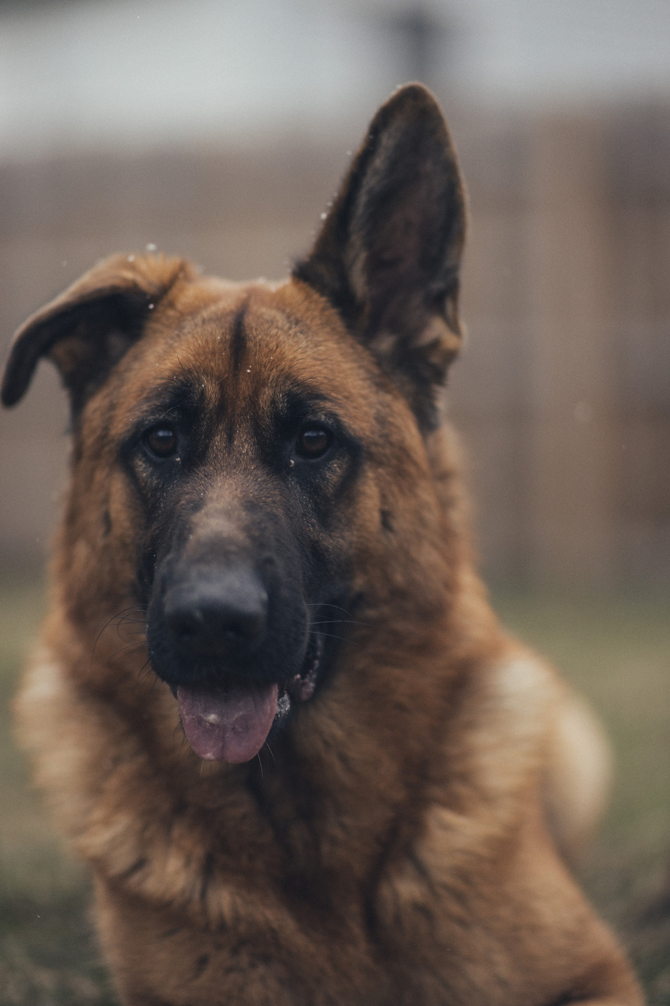 Sony Planar T* 85mm F1.4 ZA sample photo. One ear- don't care photography