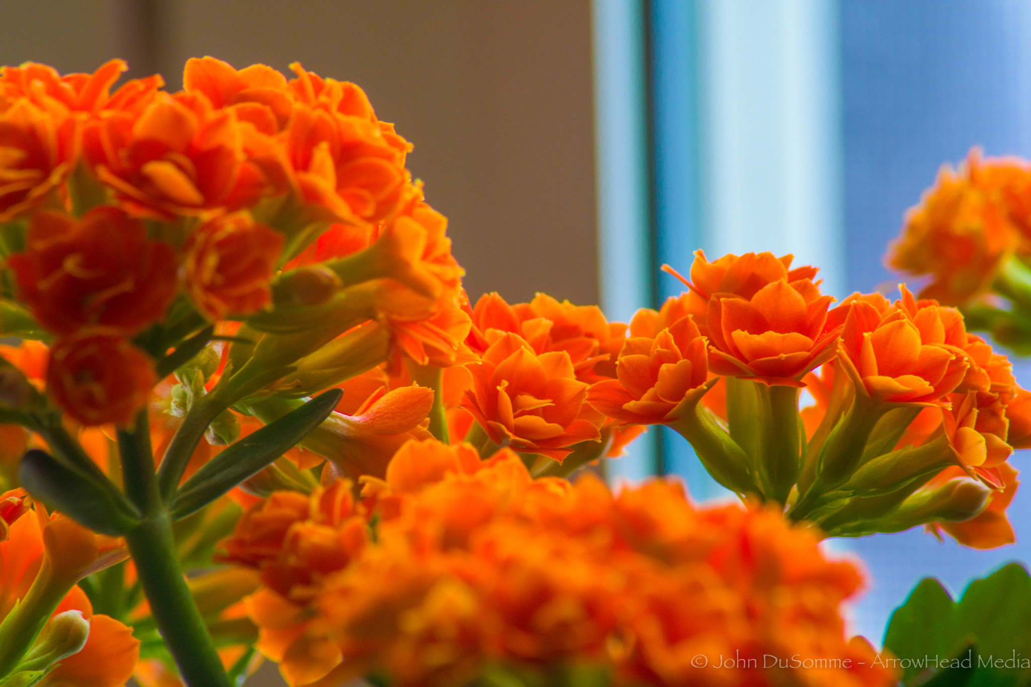 Nikon D500 sample photo. A flood of orange photography