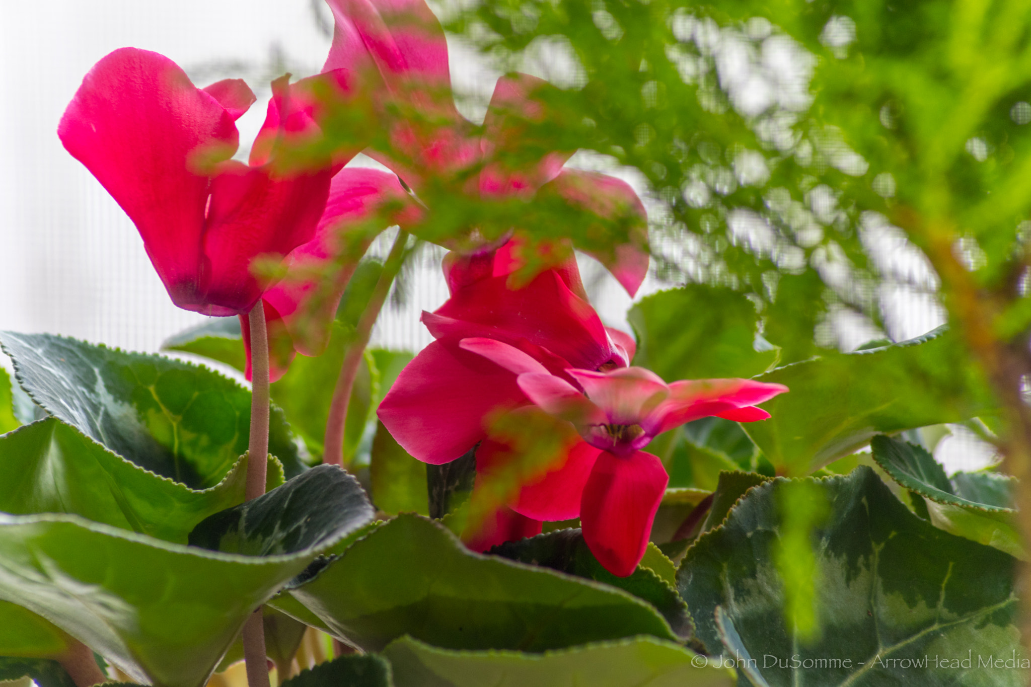 Nikon D500 sample photo. Red amid the green photography