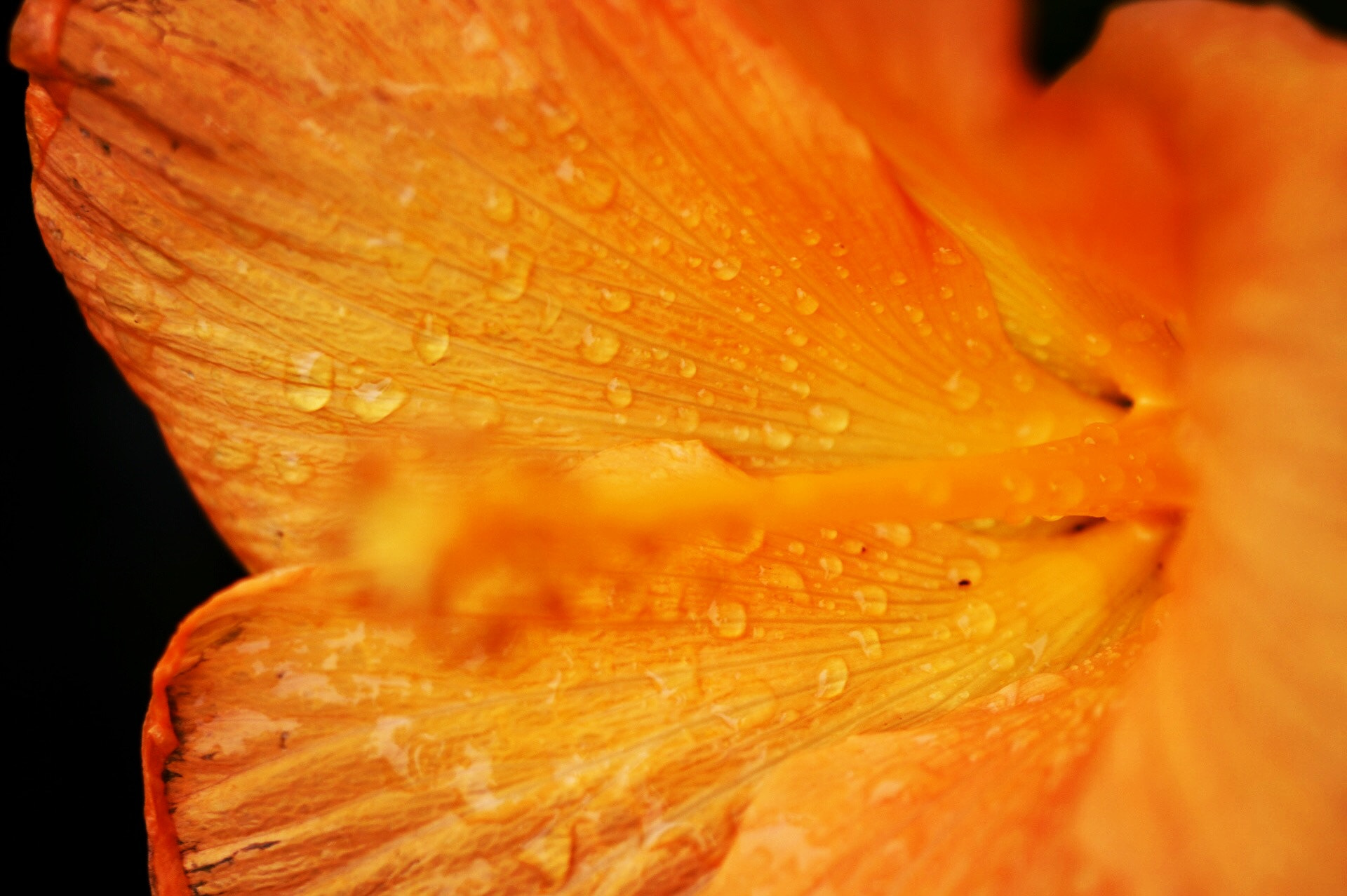 Sigma APO Macro 150mm f/2.8 EX DG HSM sample photo. Acqua photography