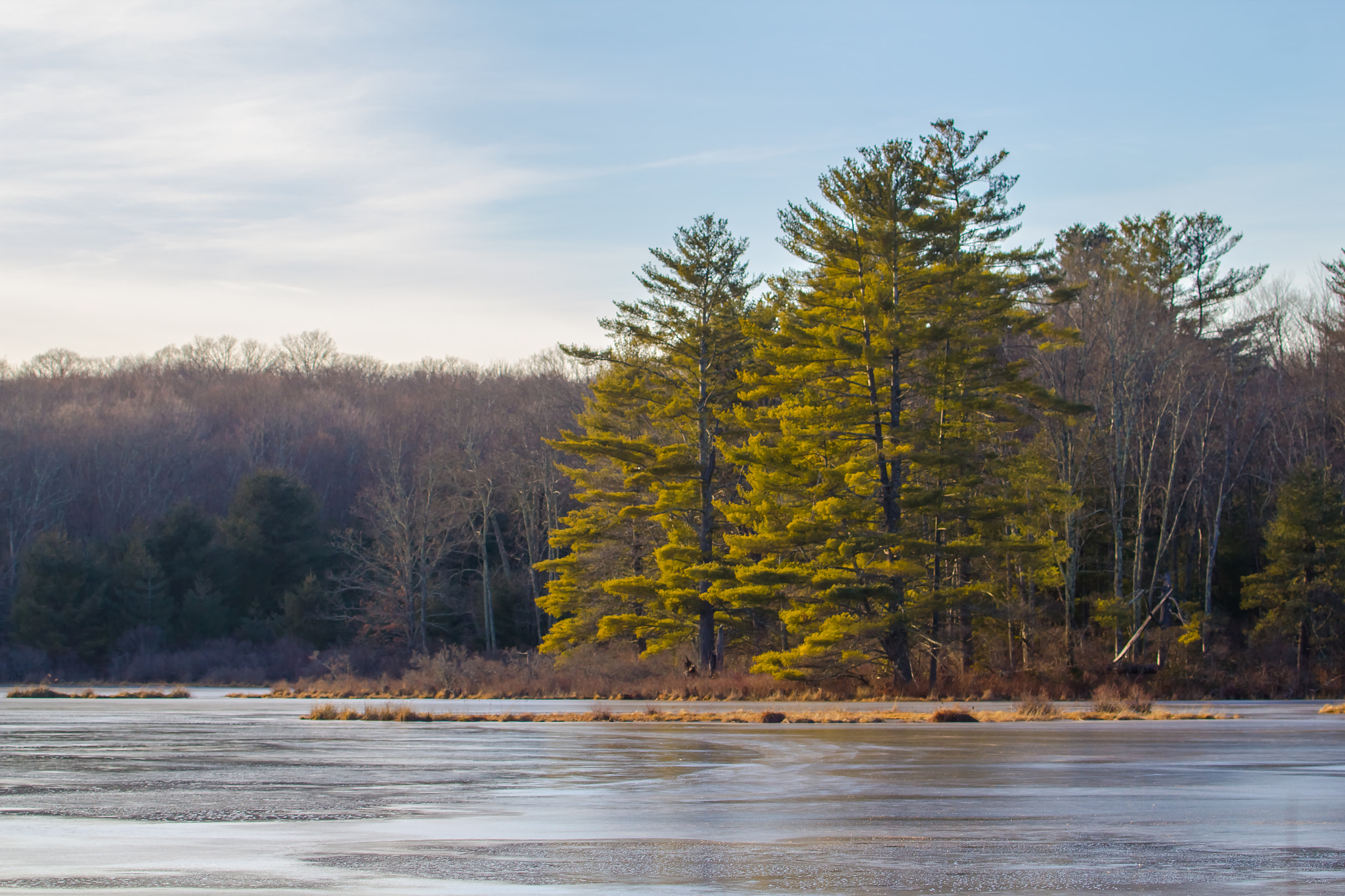 Canon EF 70-300mm F4-5.6L IS USM sample photo. Pine trees on a cold shore photography
