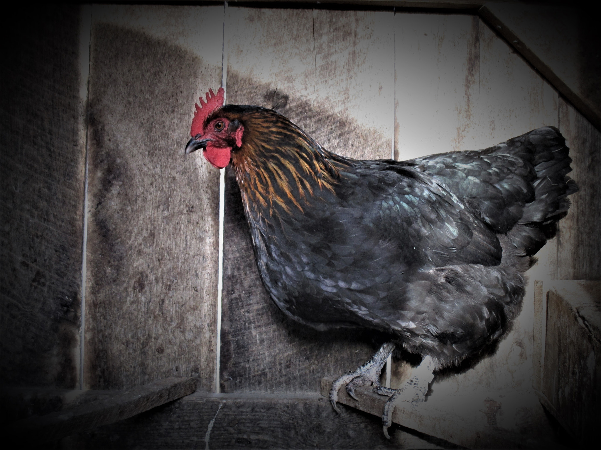 Canon PowerShot ELPH 160 (IXUS 160 / IXY 150) sample photo. Chicken on the roost photography