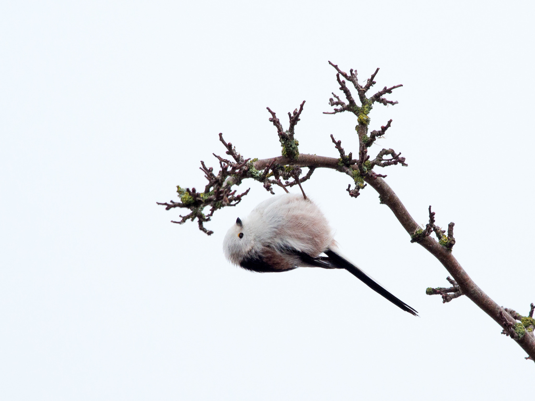 Olympus OM-D E-M1 sample photo. Long-tailed tit photography