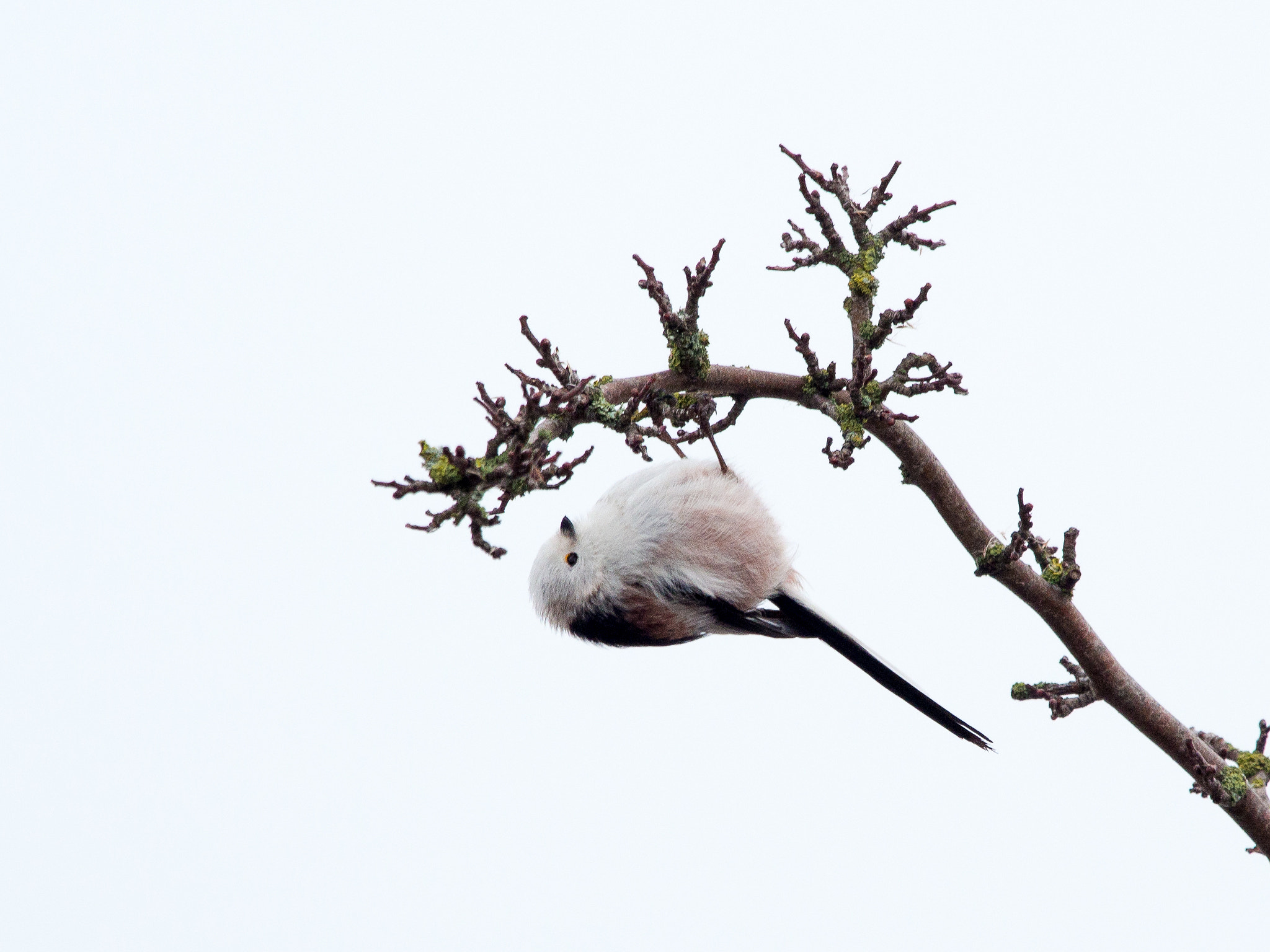 Olympus OM-D E-M1 + M.300mm F4.0 + MC-14 sample photo. Long-tailed tit photography