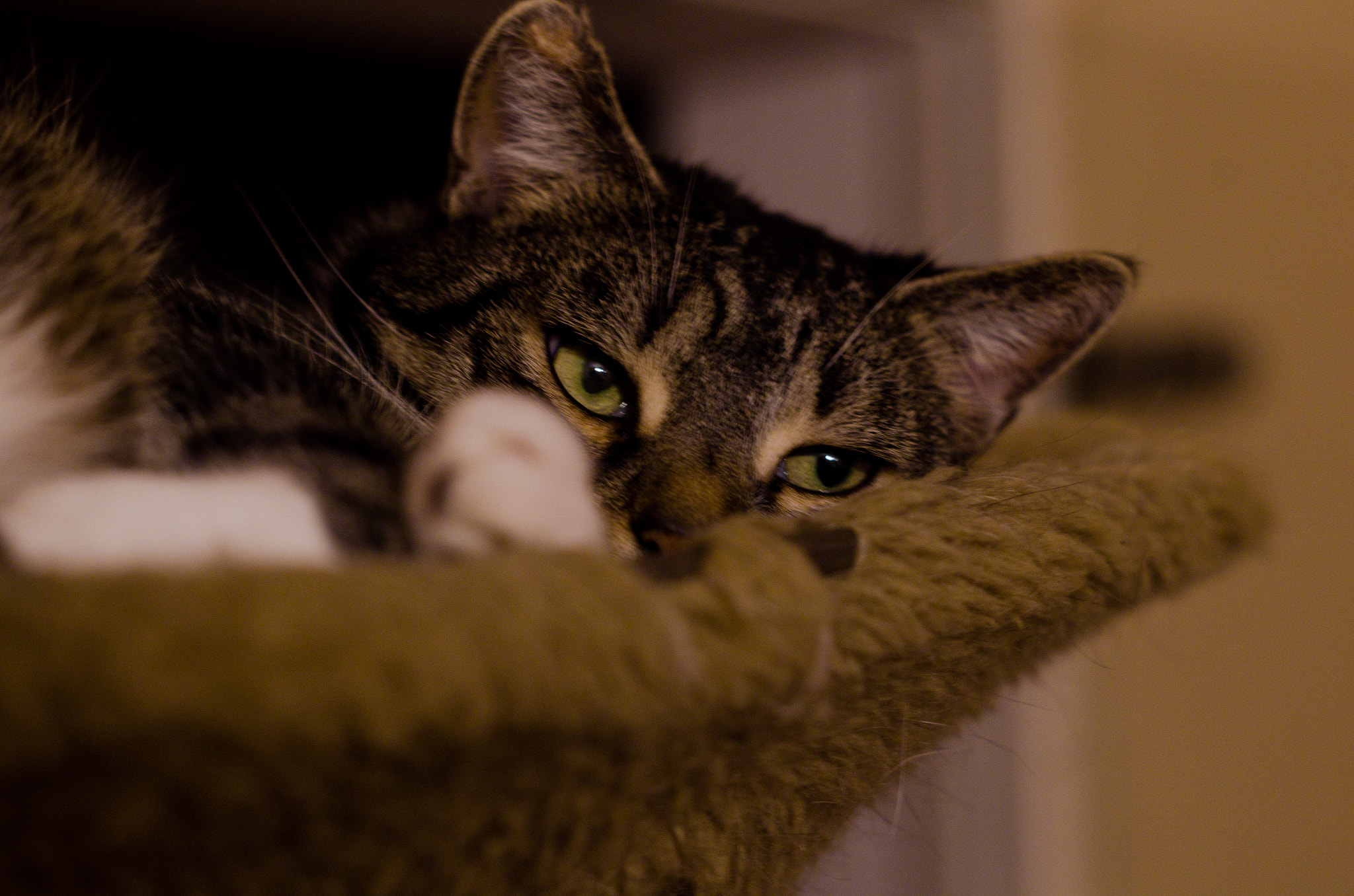 Pentax K-50 + Pentax smc DA 50mm F1.8 sample photo. Garfield photography