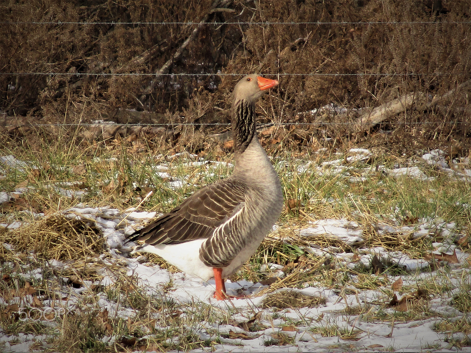 Canon PowerShot ELPH 160 (IXUS 160 / IXY 150) sample photo. Goose photography