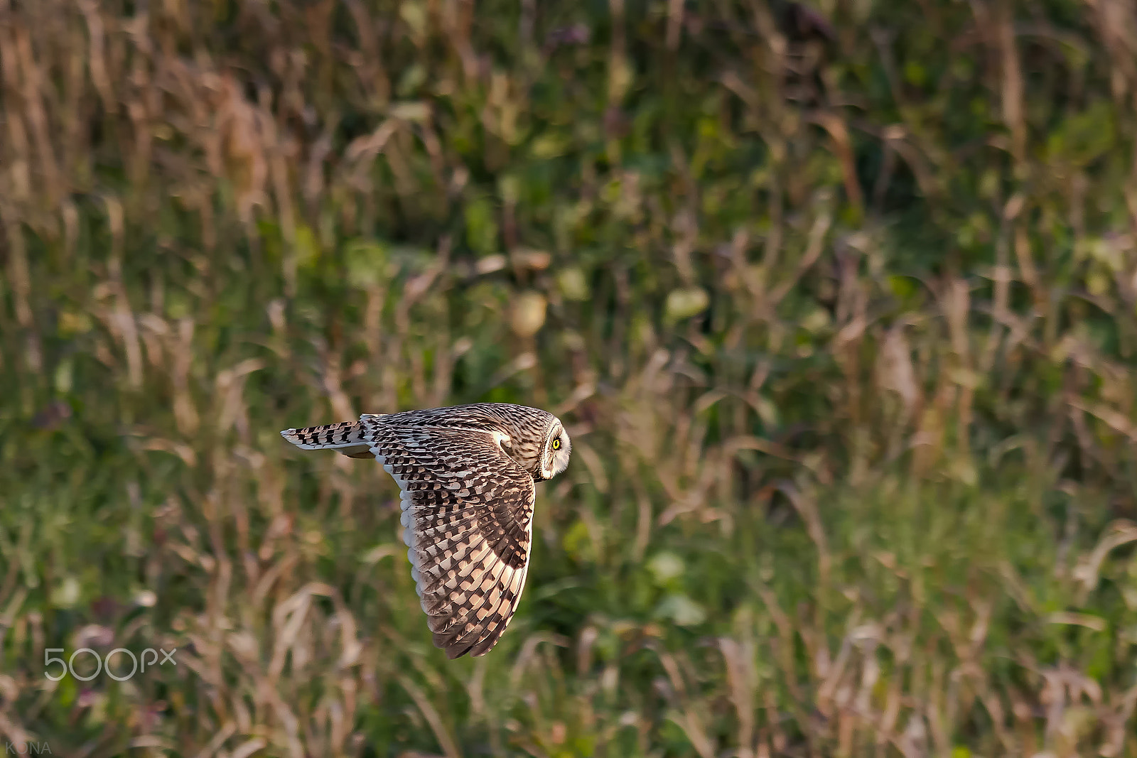 Nikon D500 + Nikon AF-S Nikkor 400mm F2.8G ED VR II sample photo. Komimi photography