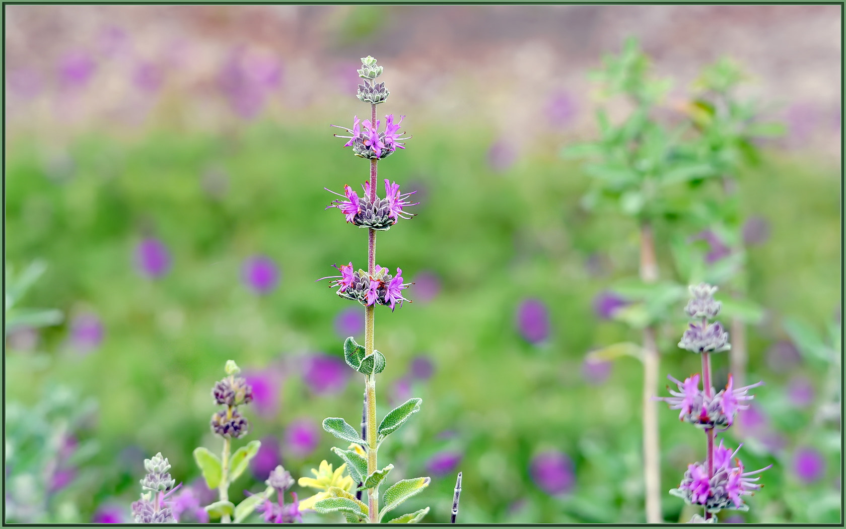 Sigma 120-400mm F4.5-5.6 DG OS HSM sample photo. Winter purples photography