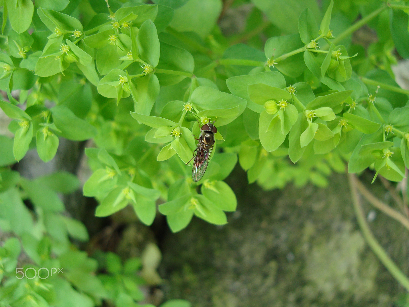 Sony Cyber-shot DSC-W120 sample photo. Between the leaves photography