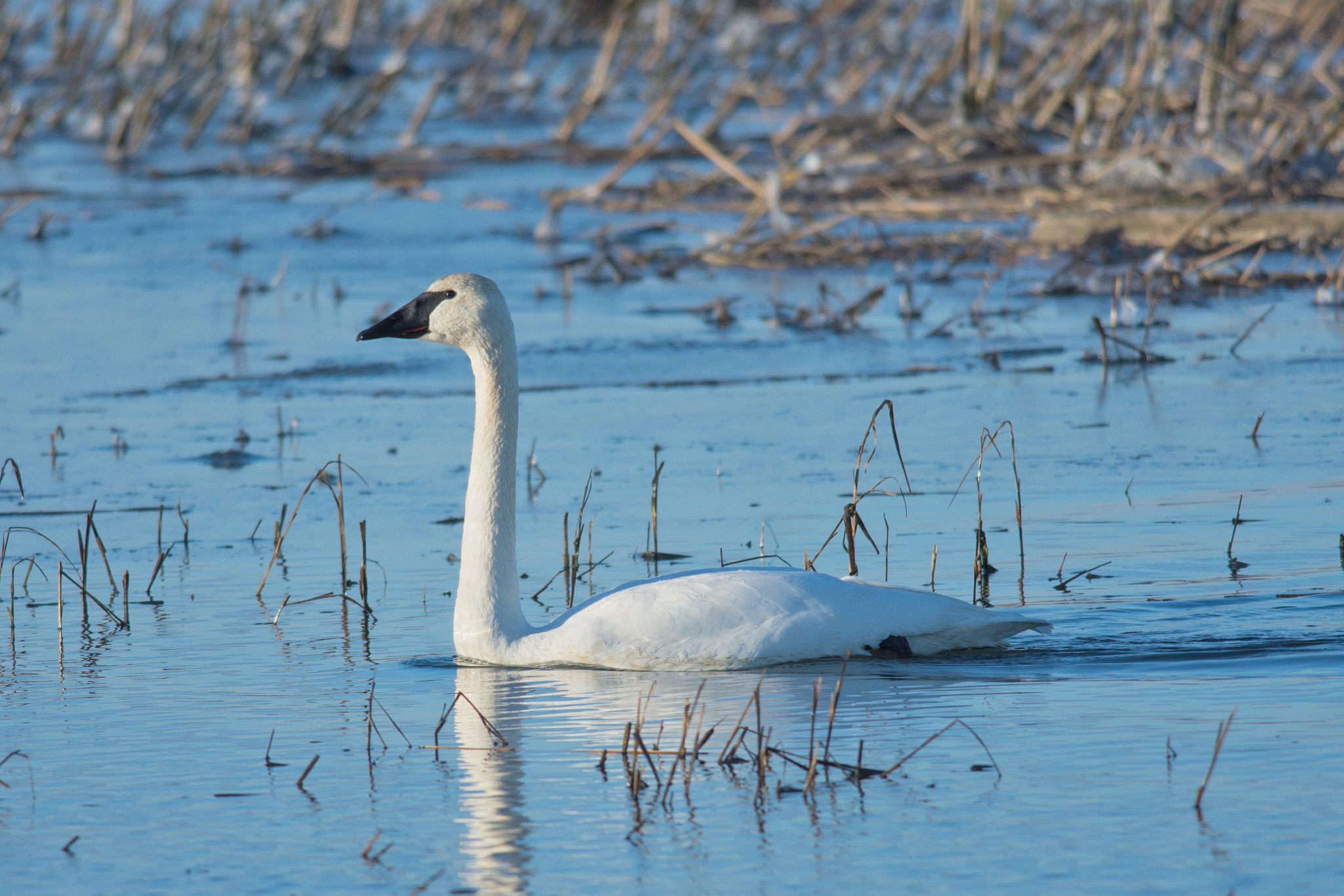 Nikon D7200 + Nikon AF-S Nikkor 300mm F4D ED-IF sample photo. Swan photography