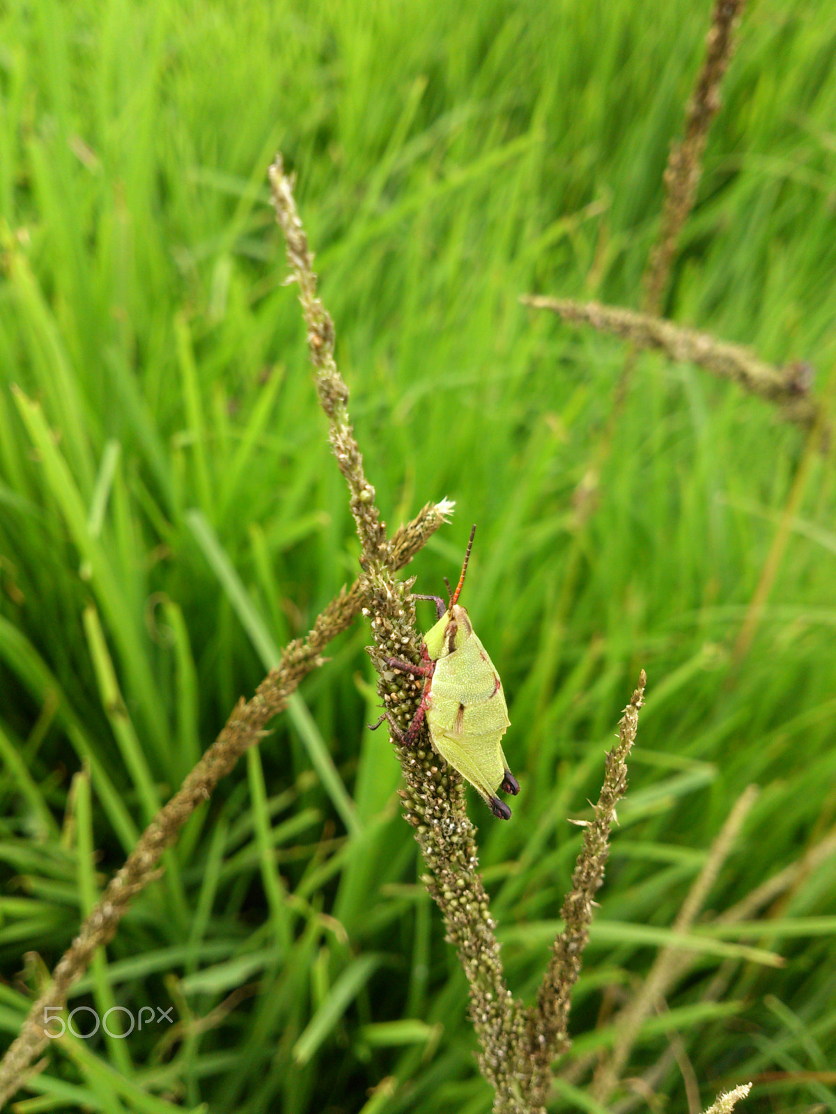 Sony Xperia V sample photo. Green awesome life photography
