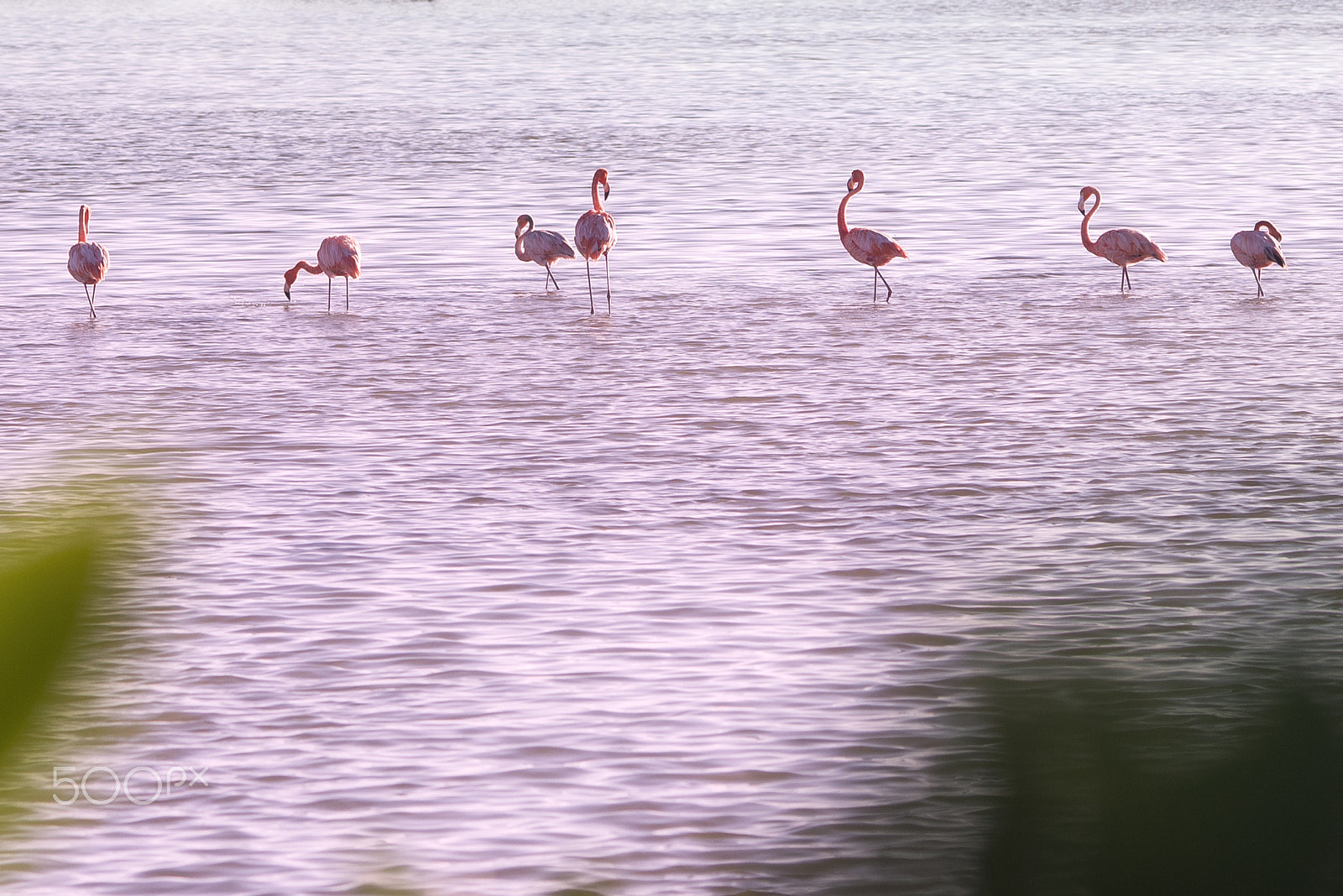 Nikon D600 + AF DC-Nikkor 135mm f/2 sample photo. Laguna rosada photography