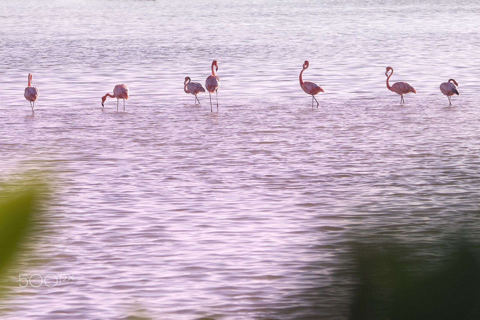 AF DC-Nikkor 135mm f/2 sample photo. Laguna rosada photography