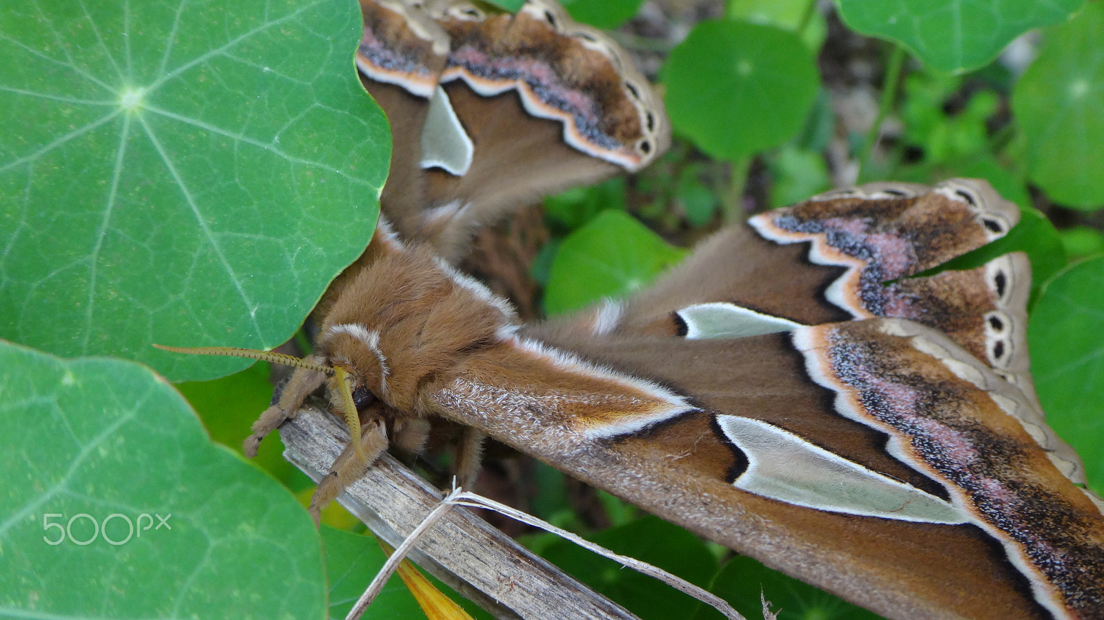 Sony Cyber-shot DSC-TX30 sample photo. Beautiful moth photography
