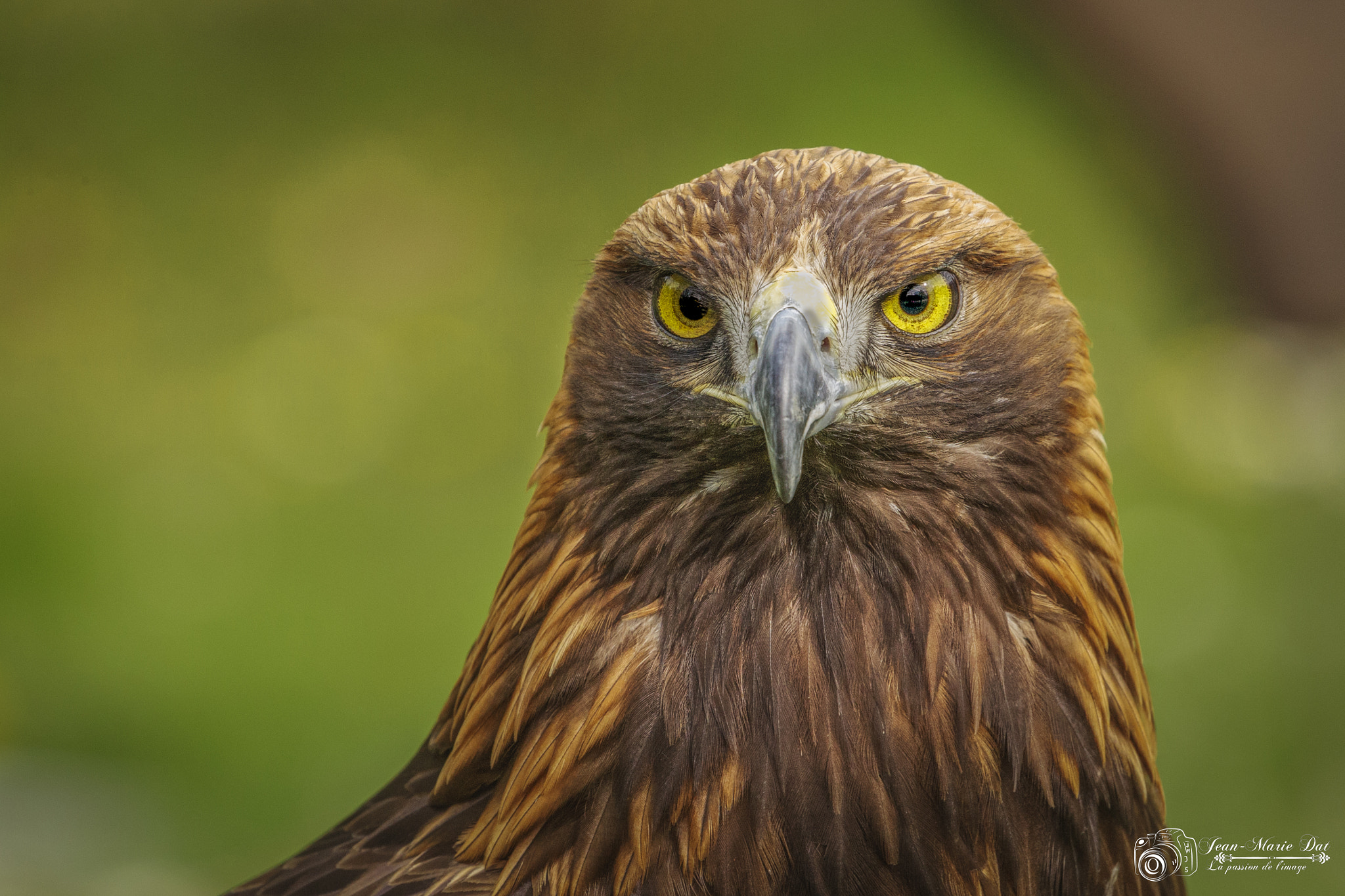 Canon EOS-1D Mark III sample photo. Eagle  photography