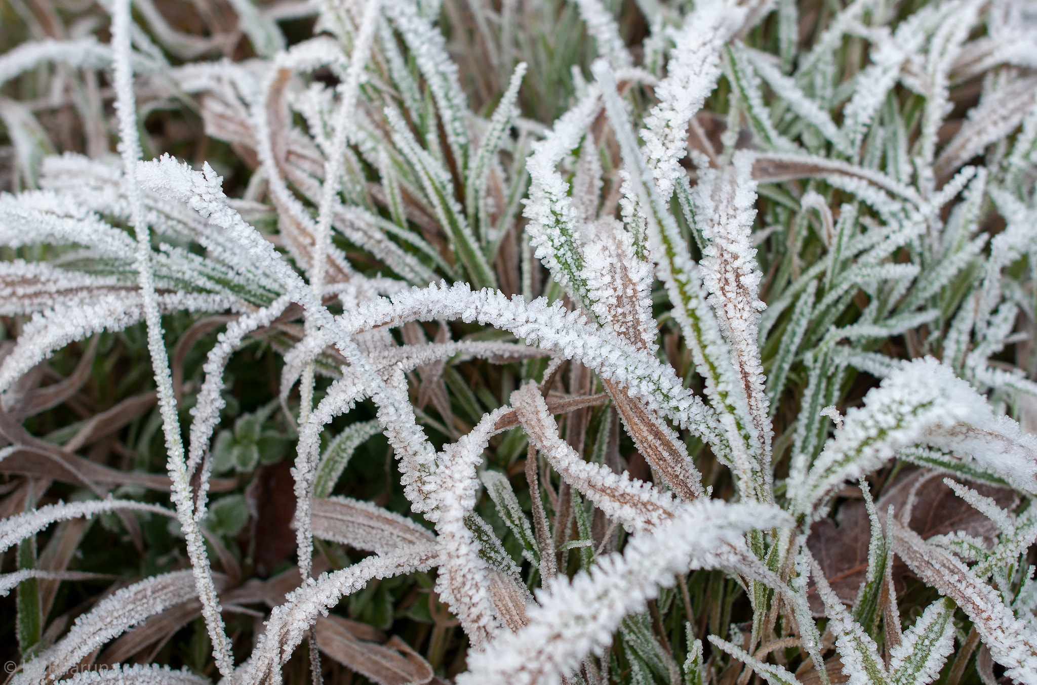 Nikon D300S + Nikon AF-S Nikkor 24mm F1.4G ED sample photo. Grasses covered with frost photography