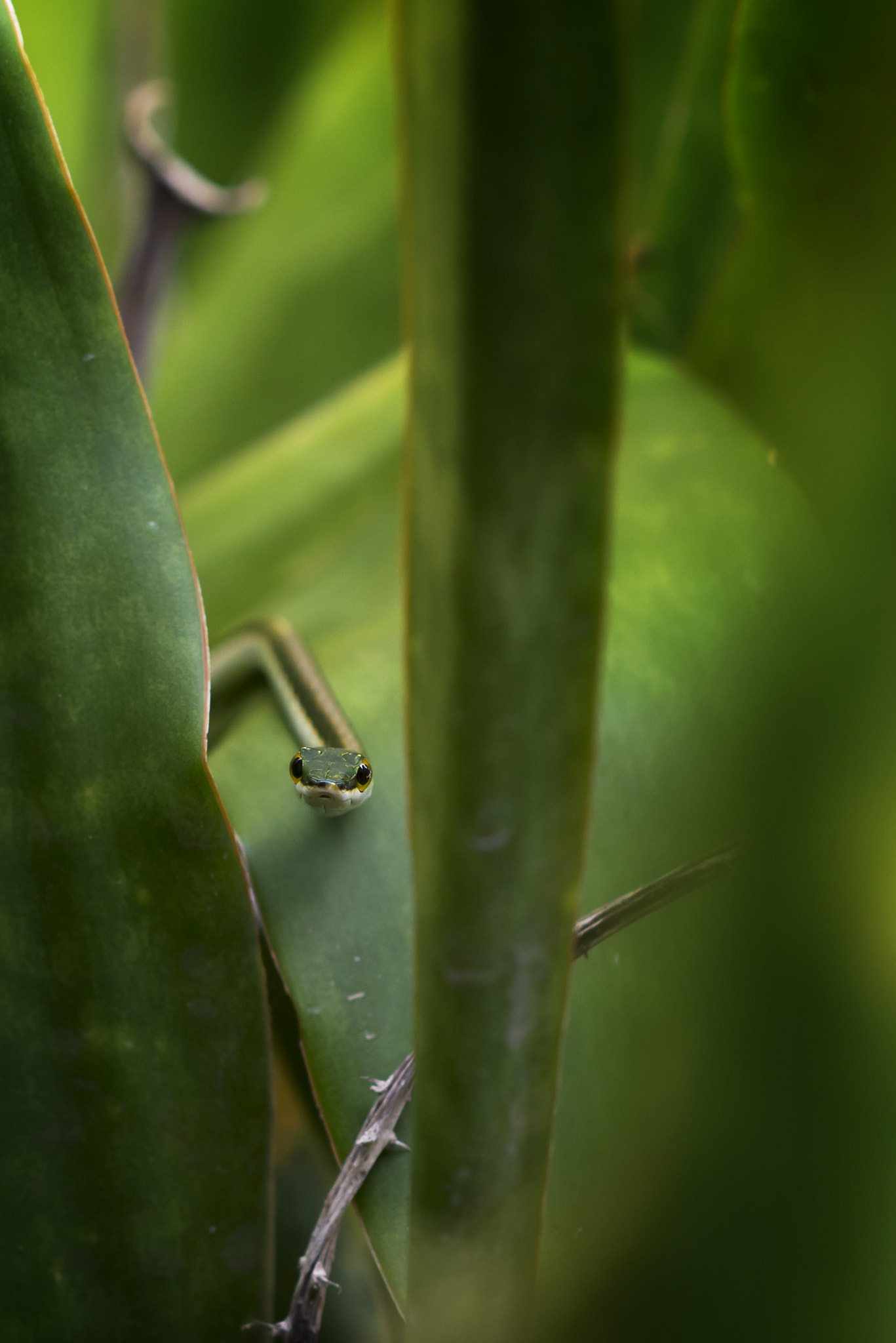 AF DC-Nikkor 135mm f/2 sample photo. Tulum's eyes photography