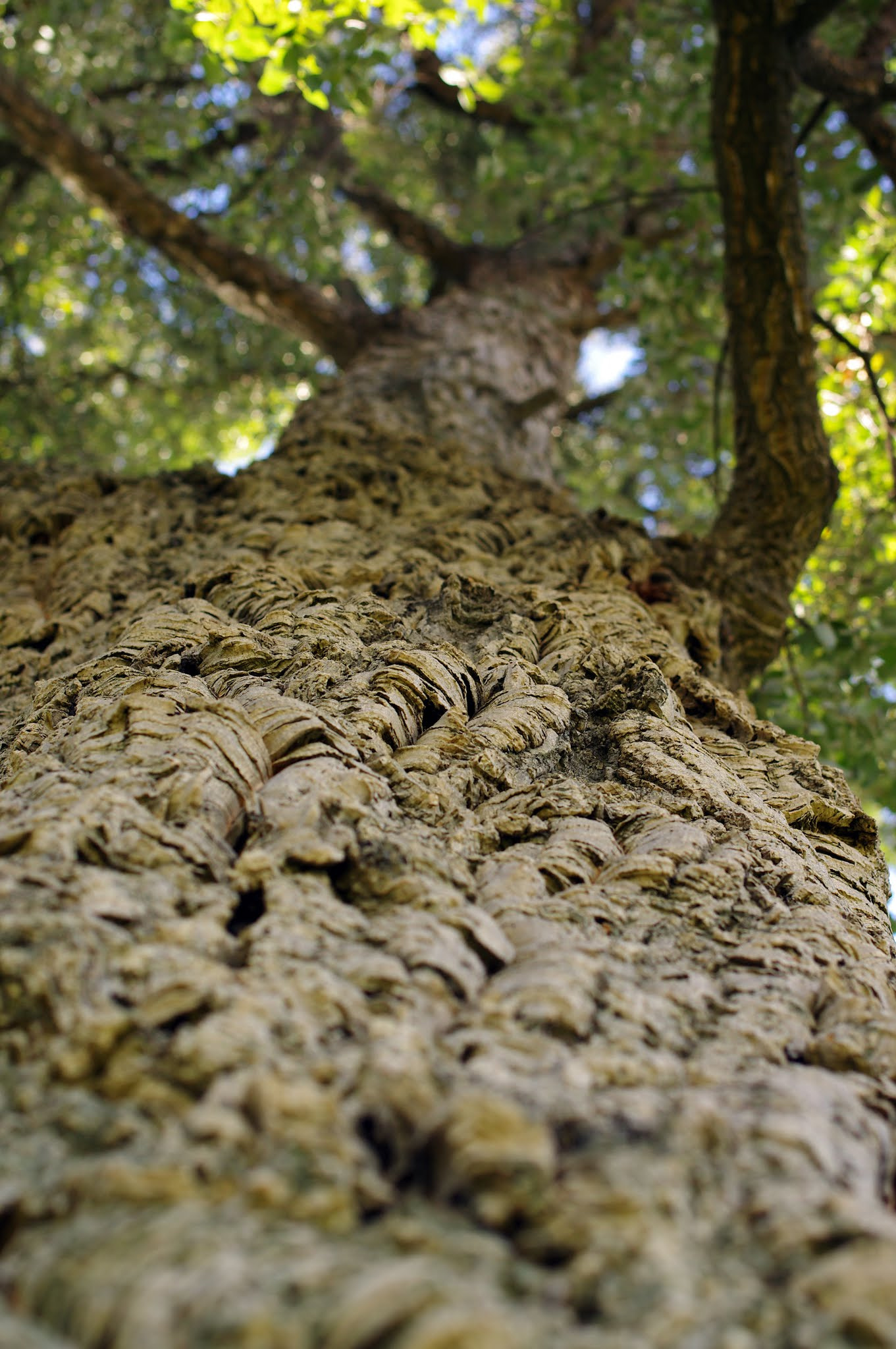 Pentax K-r sample photo. Cork tree photography
