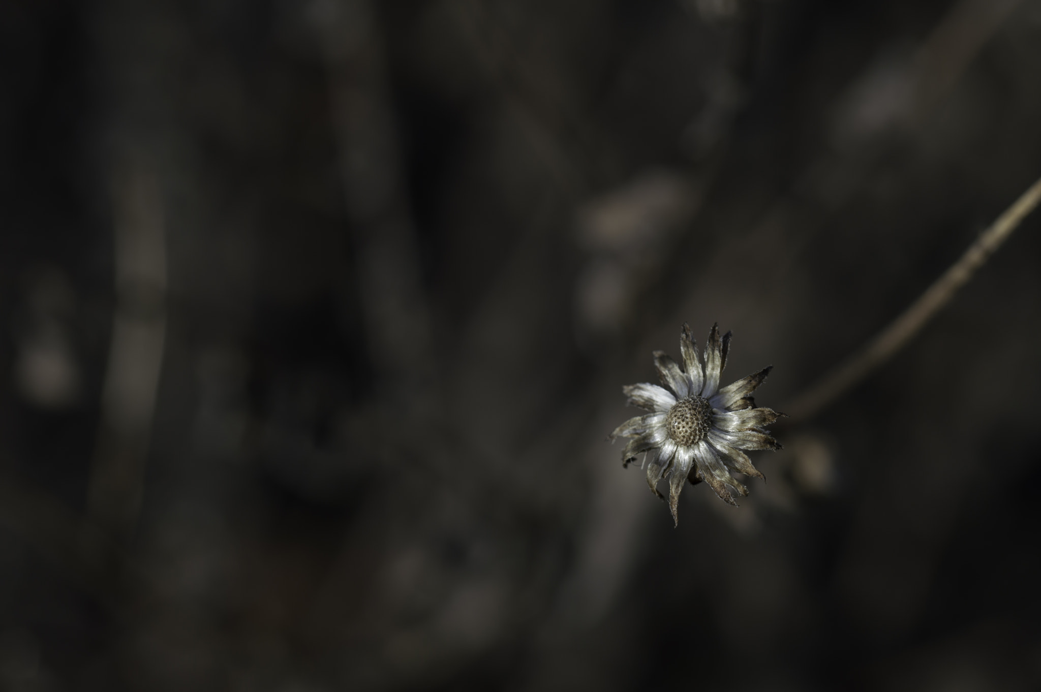 Nikon D3200 sample photo. Fall flower photography