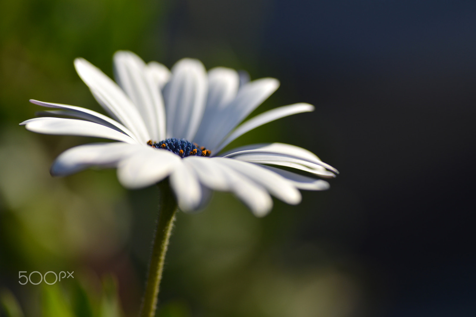 Nikon D600 sample photo. Proud of you photography