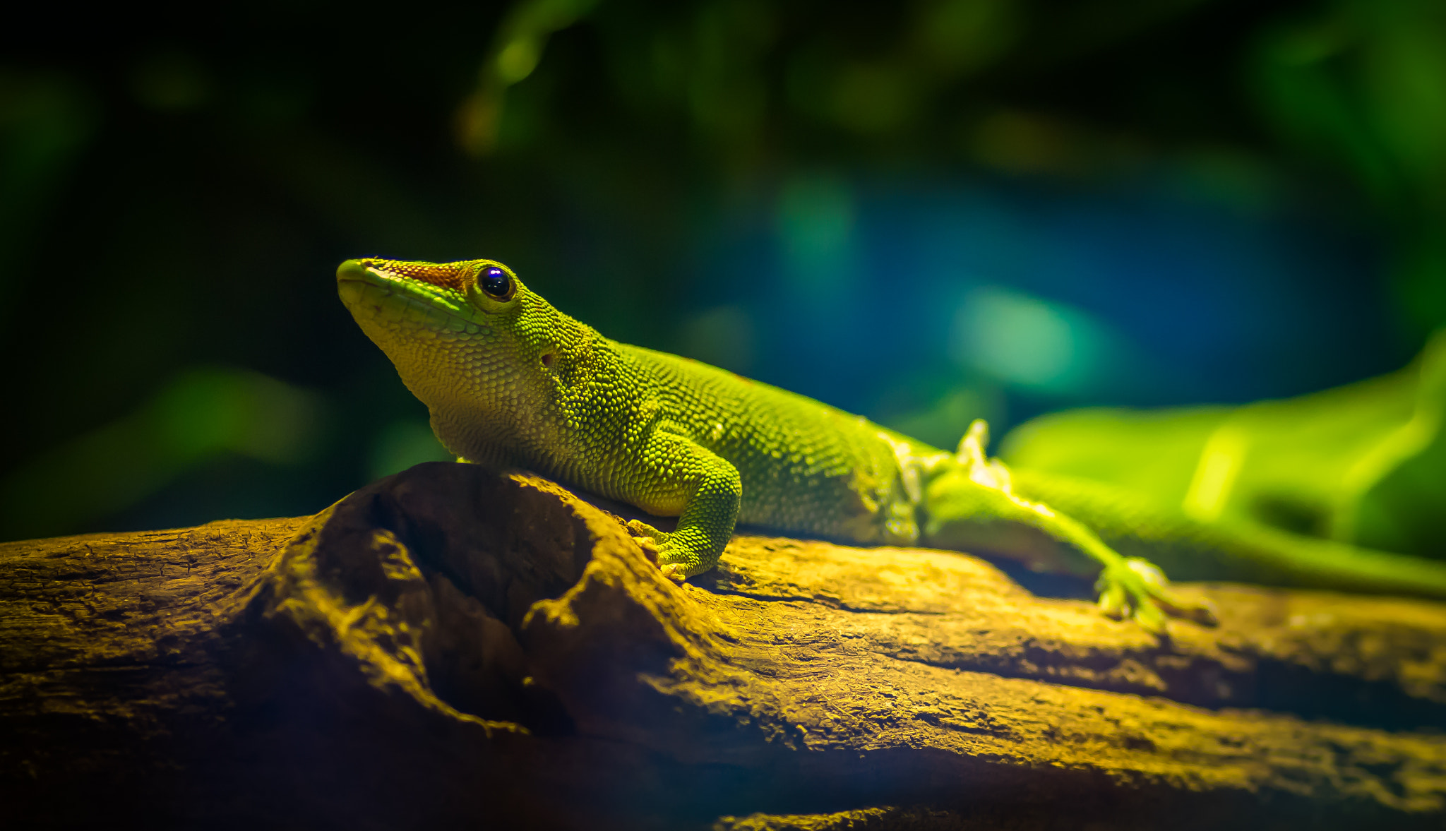 Sony ILCA-77M2 + Tamron SP AF 90mm F2.8 Di Macro sample photo. Invasion of the geckos photography